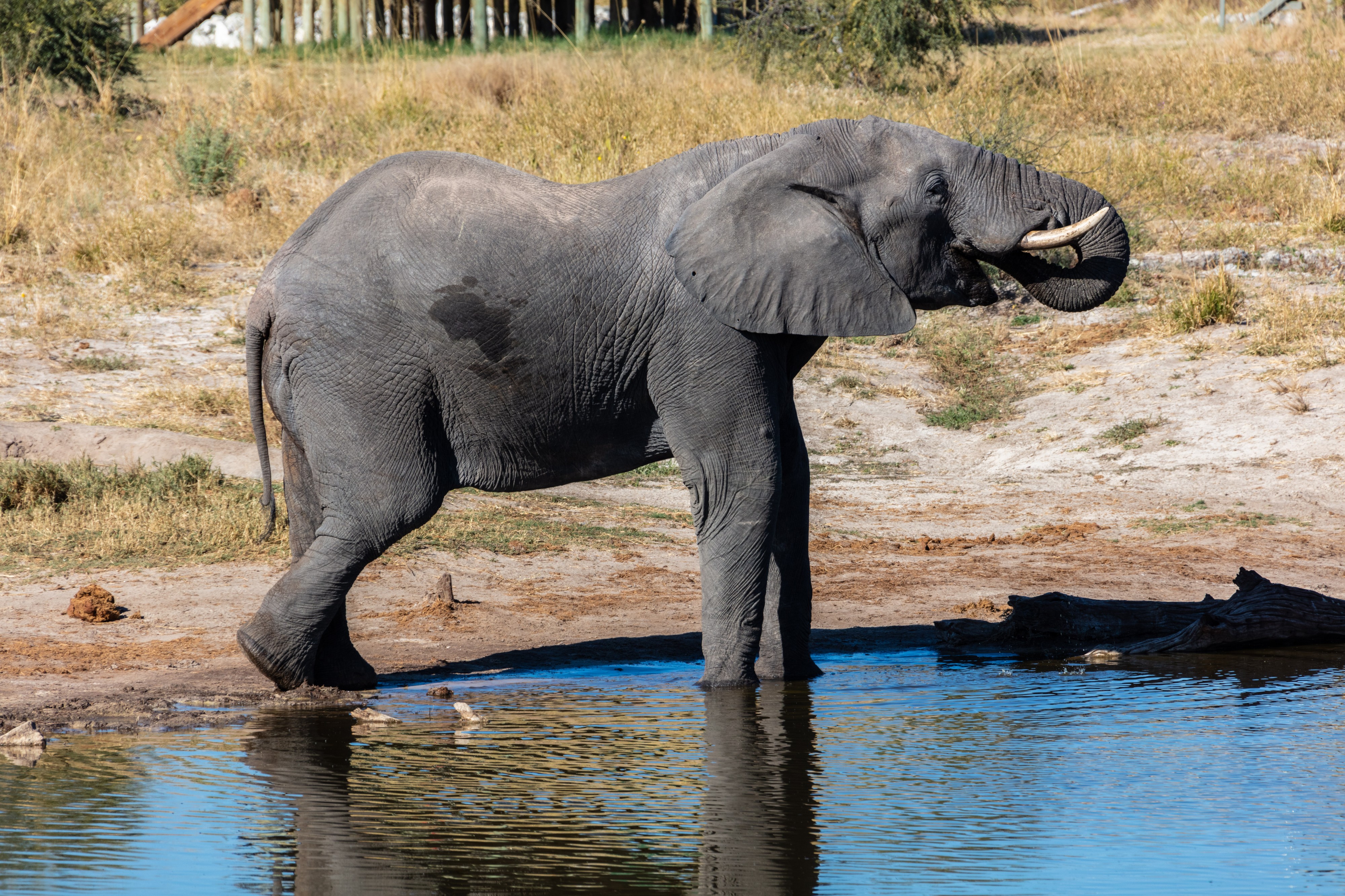 Elefante africano de sabana (Loxodonta africana), Elephant Sands, Botsuana, 2018-07-28, DD 112