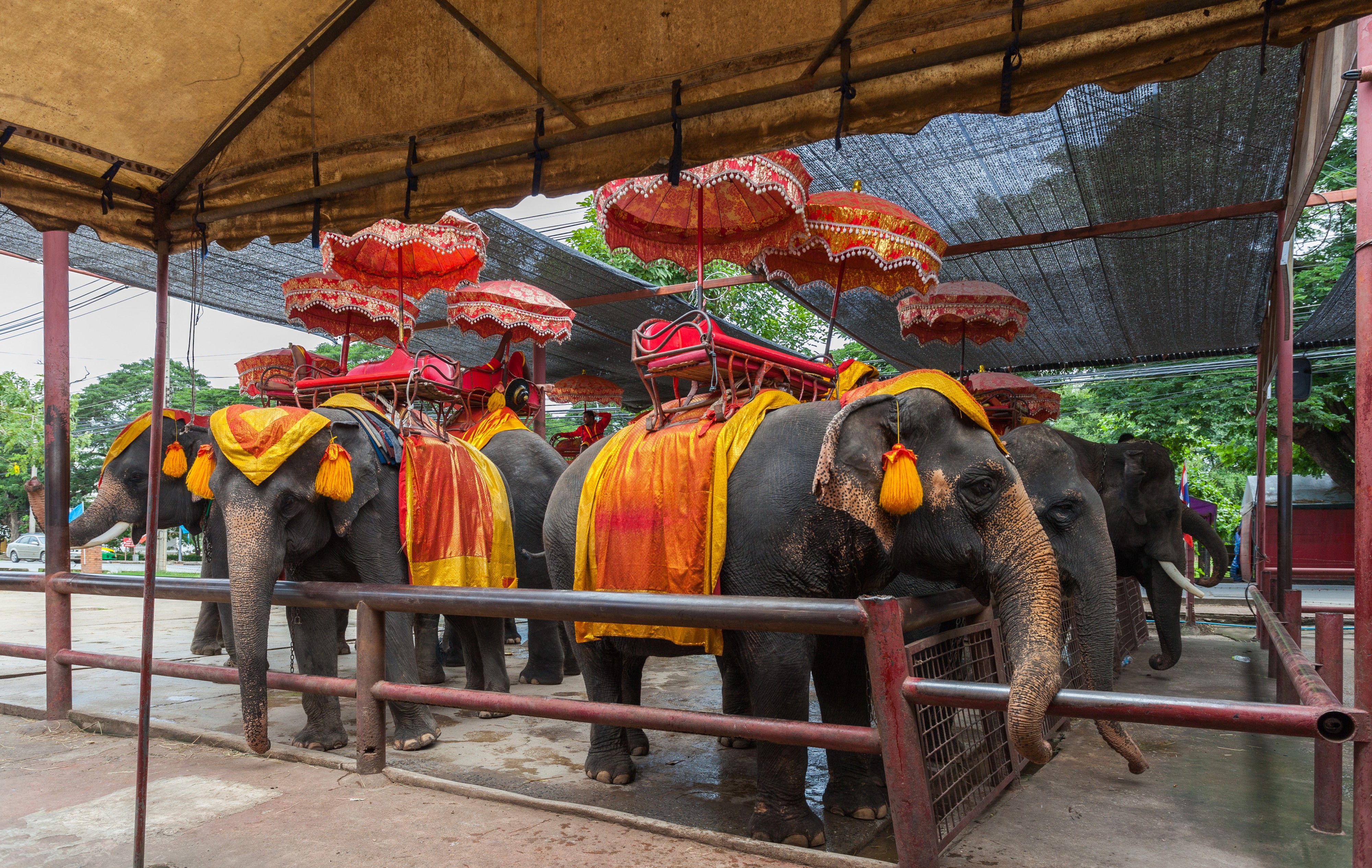 Elefantes, Ayutthaya, Tailandia, 2013-08-23, DD 10