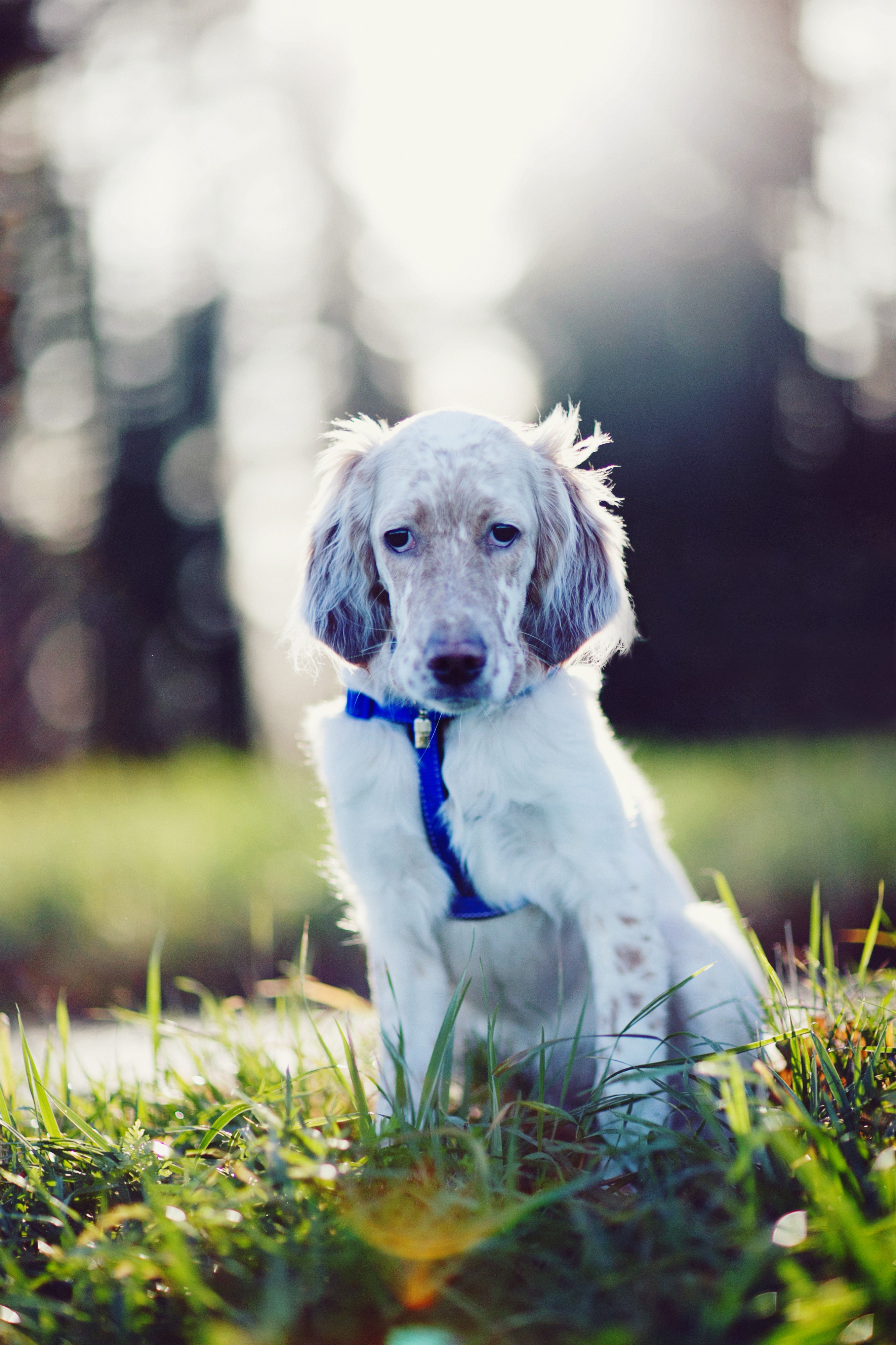 English Setter 023