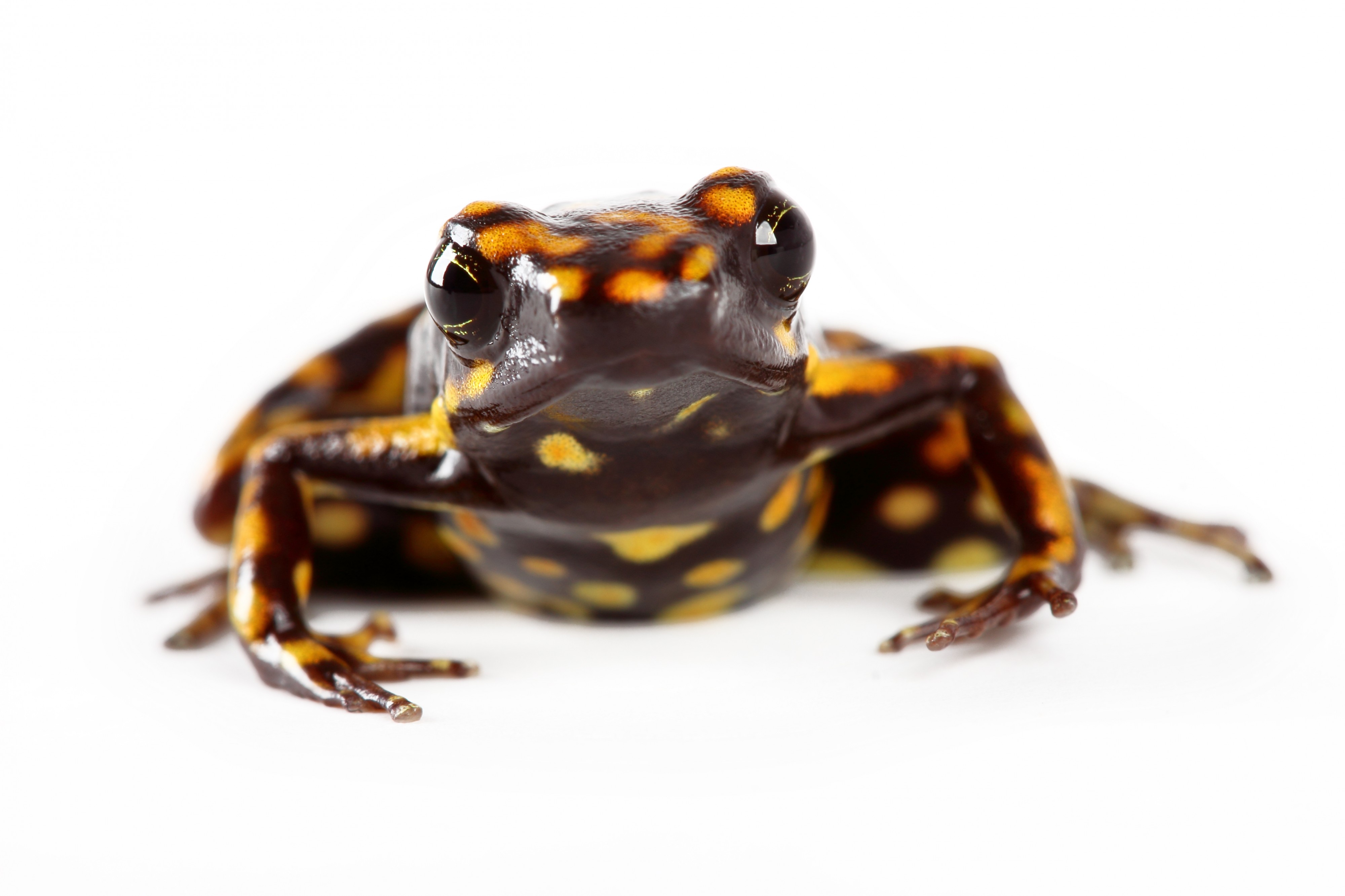 Epipedobates darwinwallacei (11750144123)