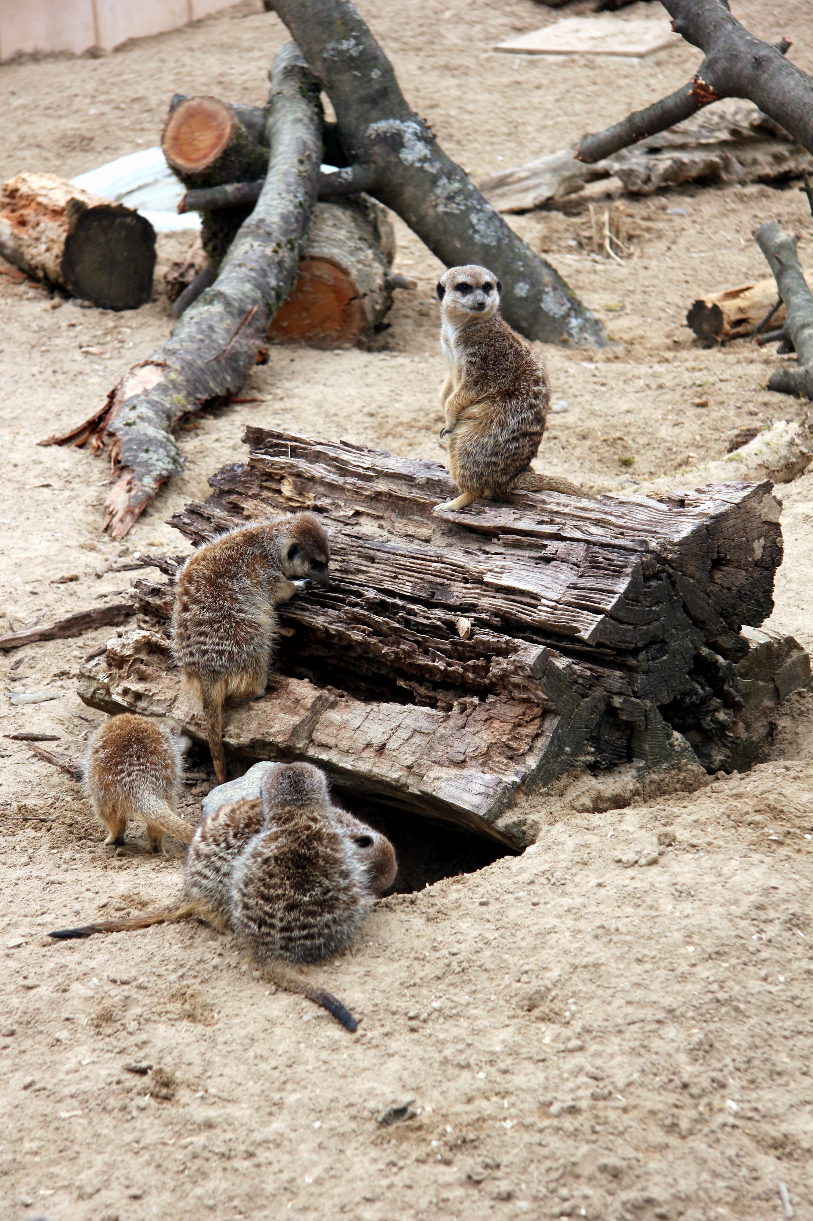 Erdmännchen Zoo Neuwied (2013-04-16 a)
