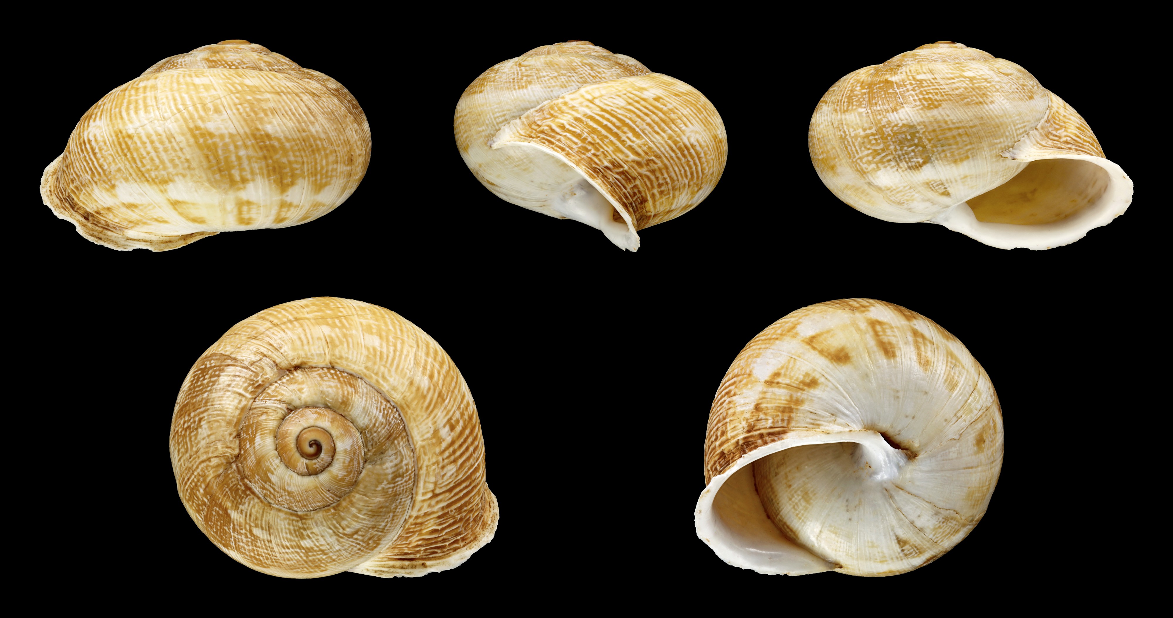 Eremina dillwyniana nounensis 01