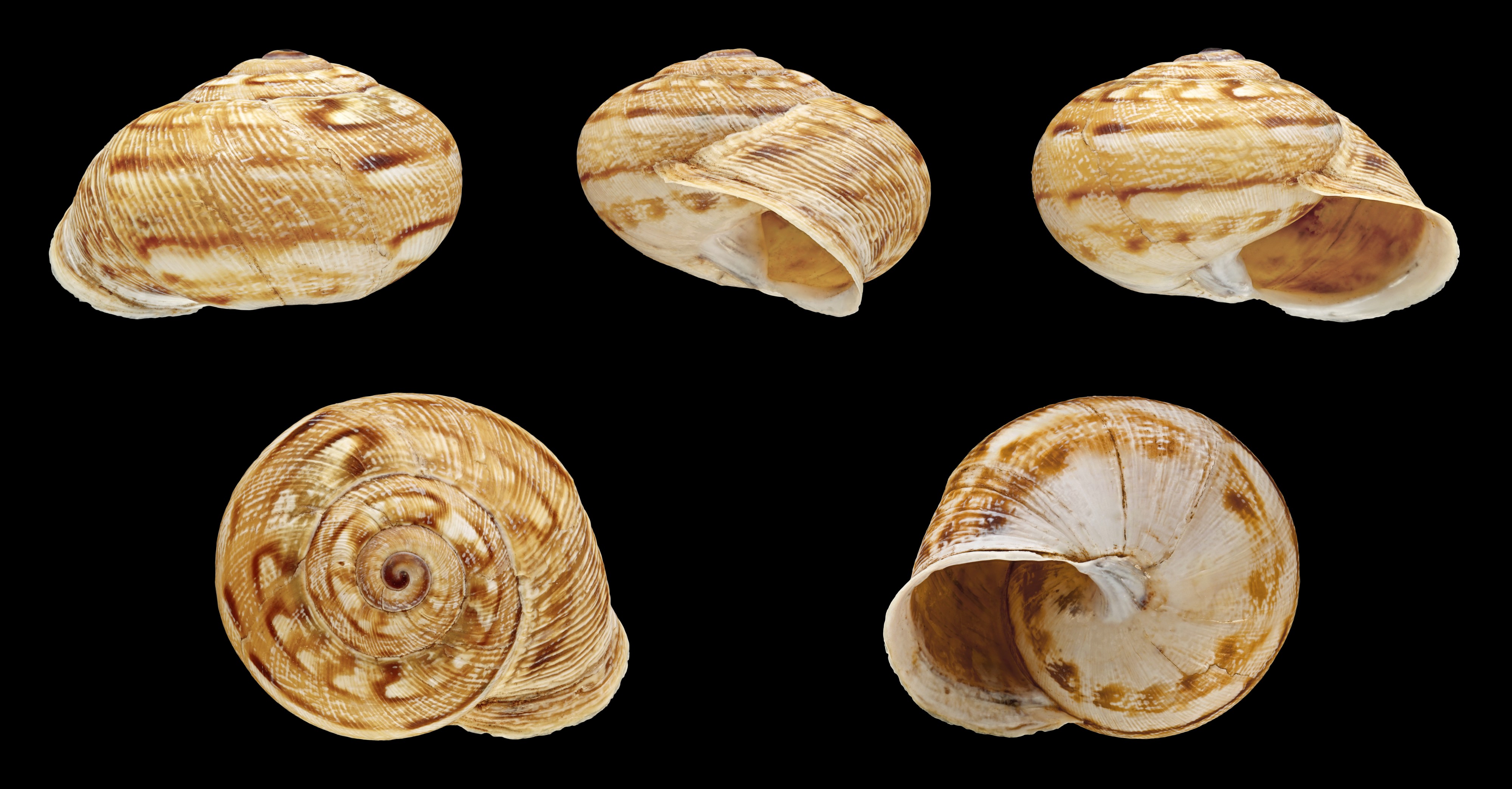 Eremina vermiculosa 01