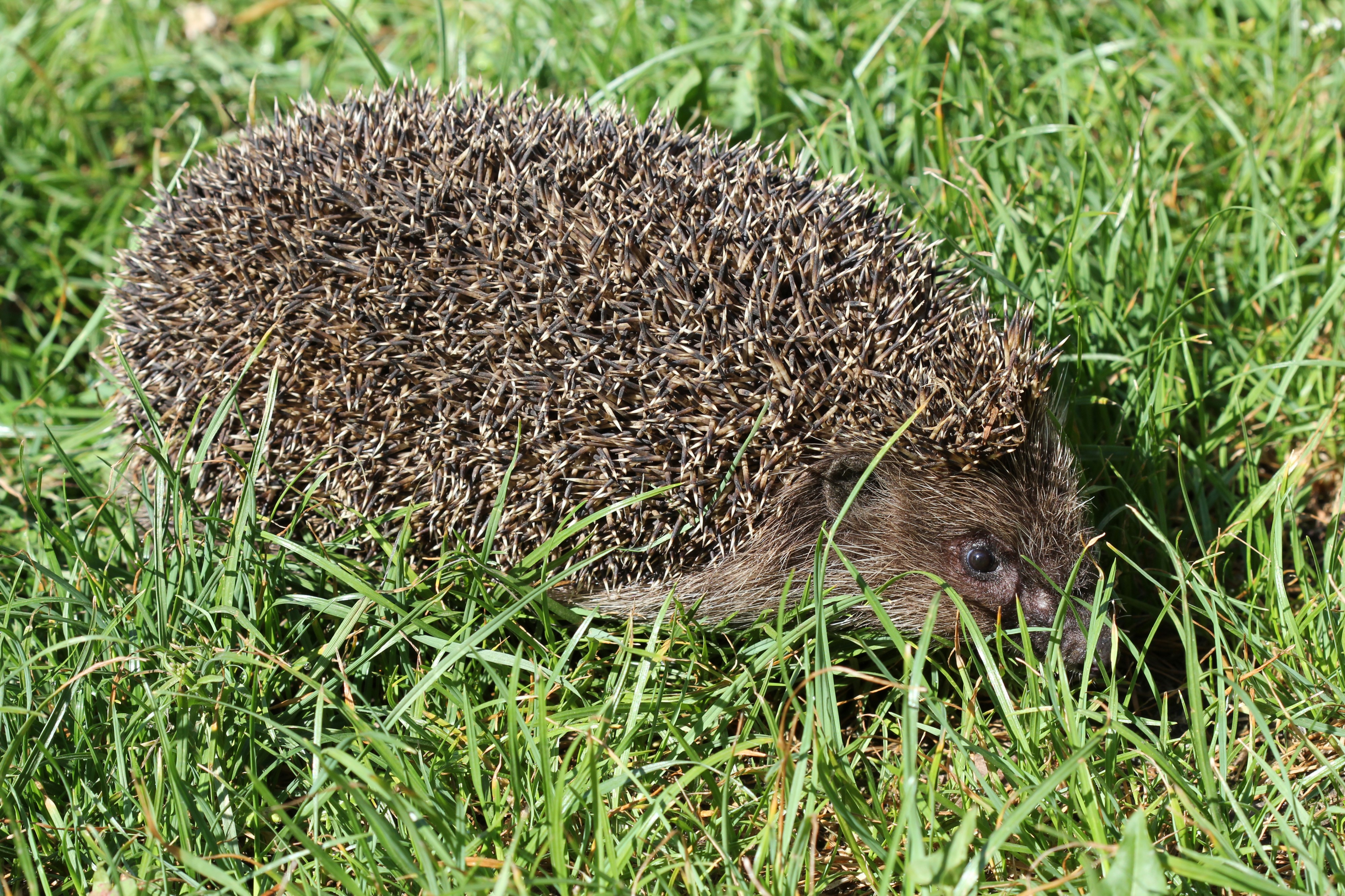 Erinaceus europaeus 2013 G3