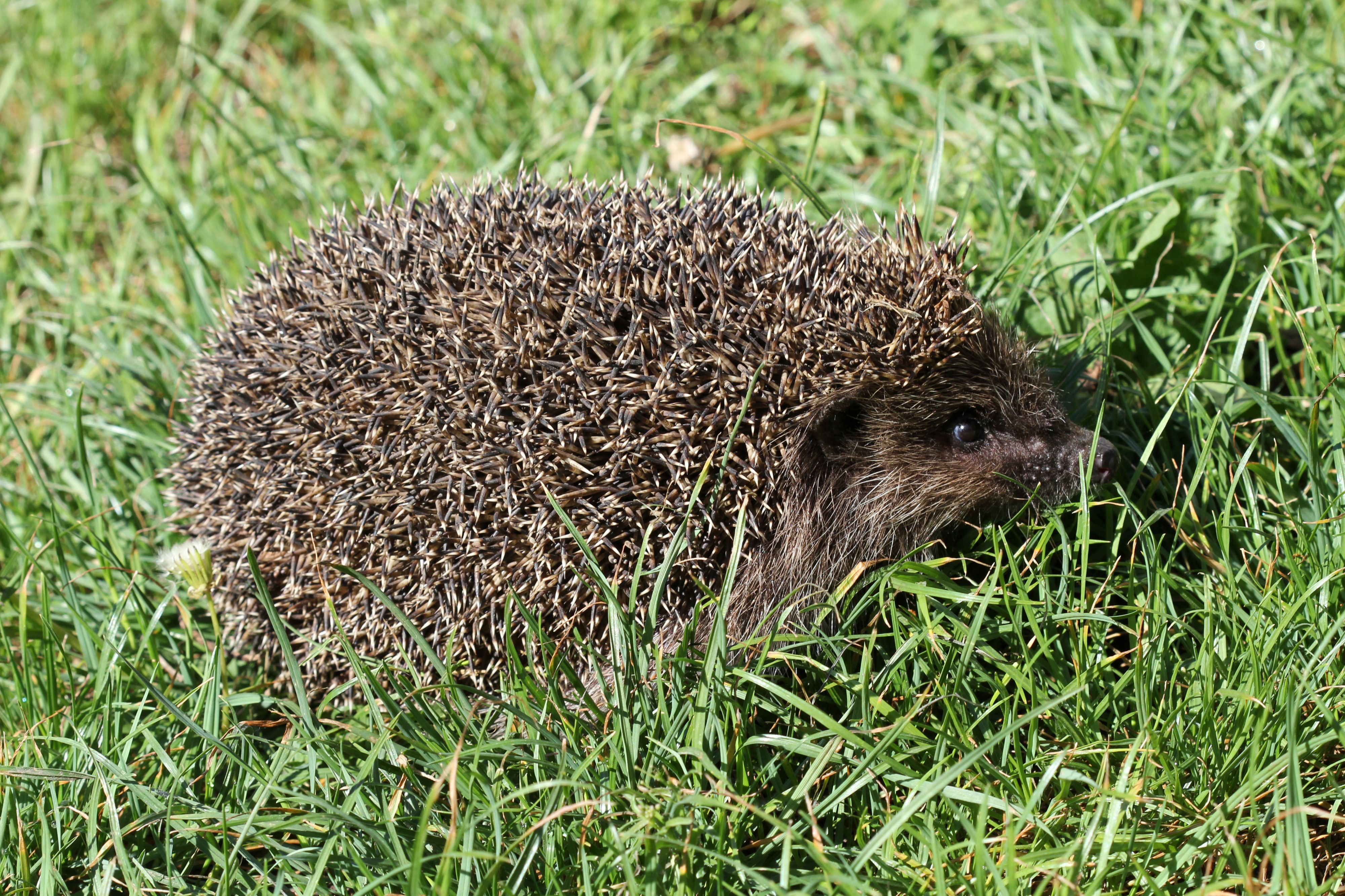 Erinaceus roumanicus 2013 G2