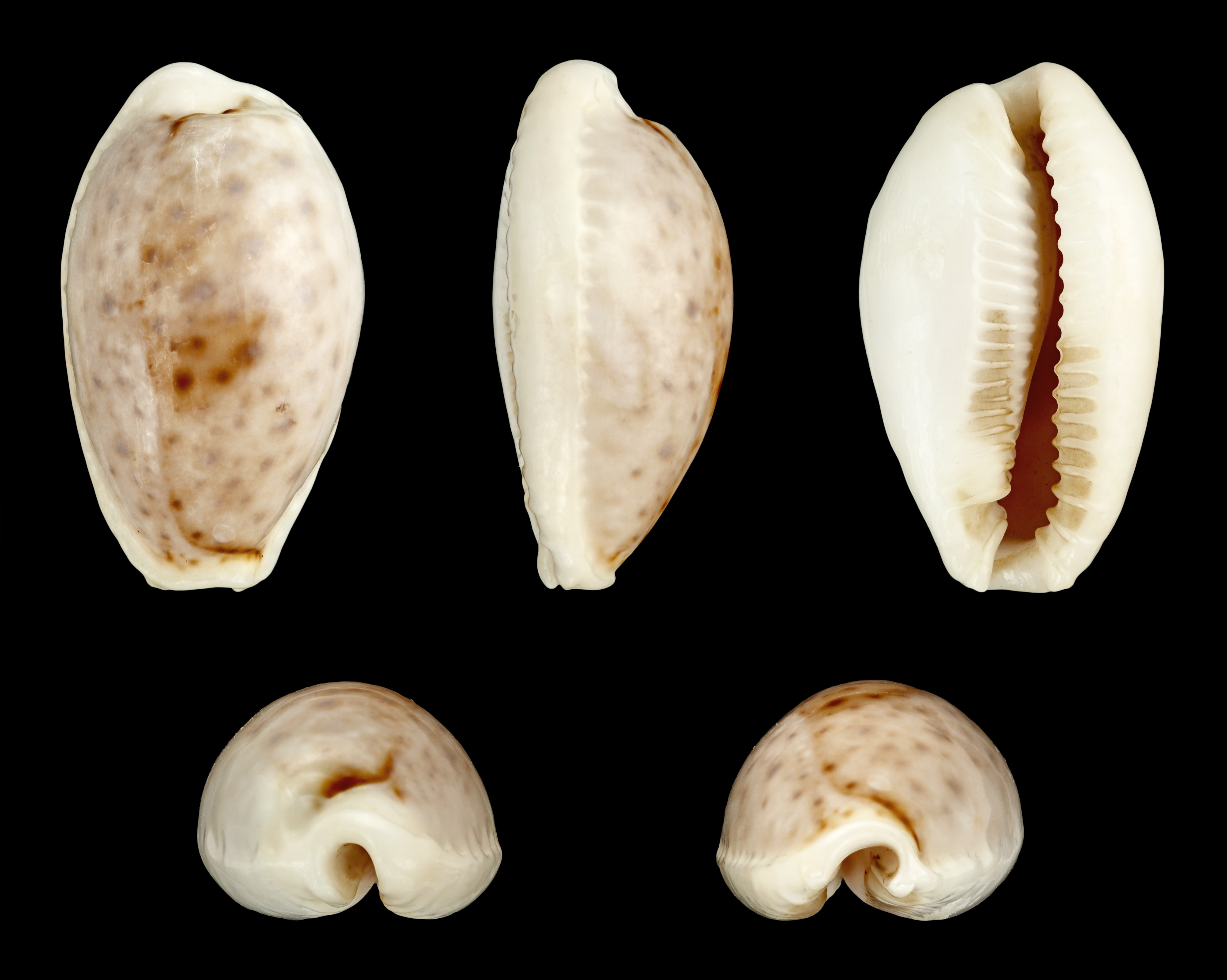 Erosaria boivinii 01