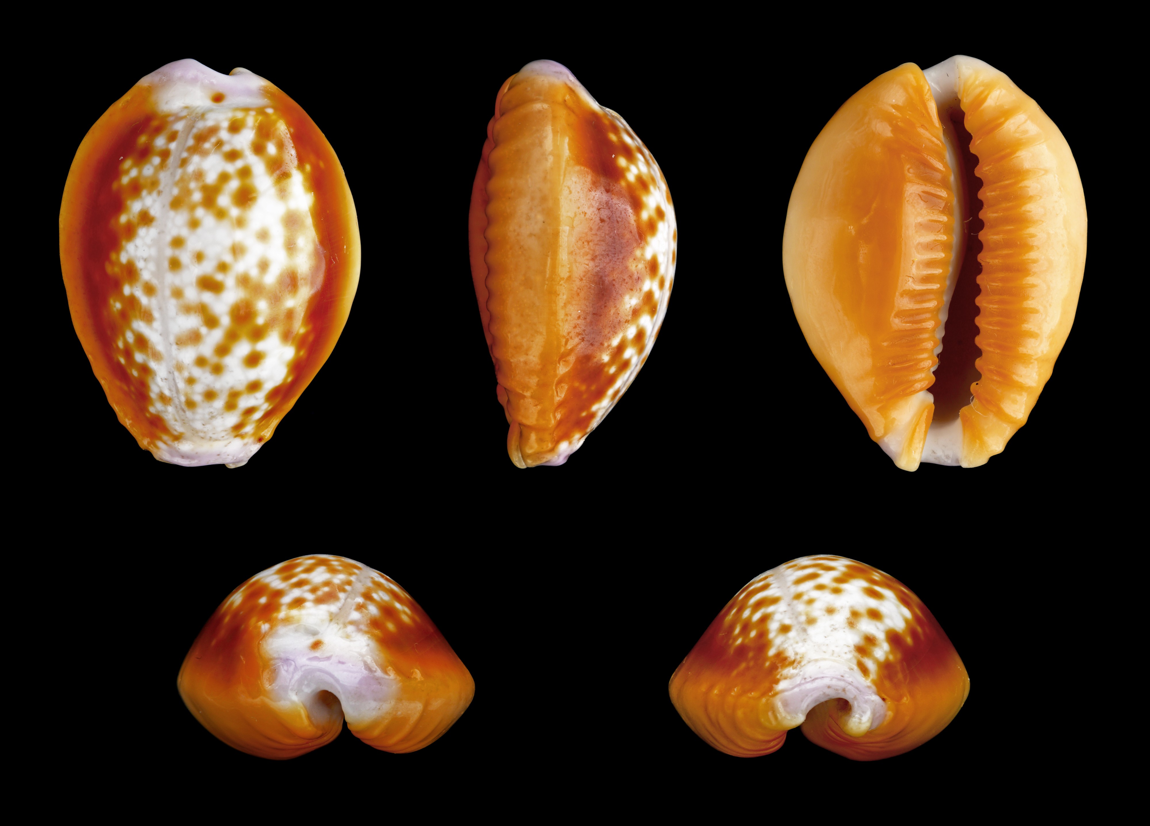 Erosaria helvola 01