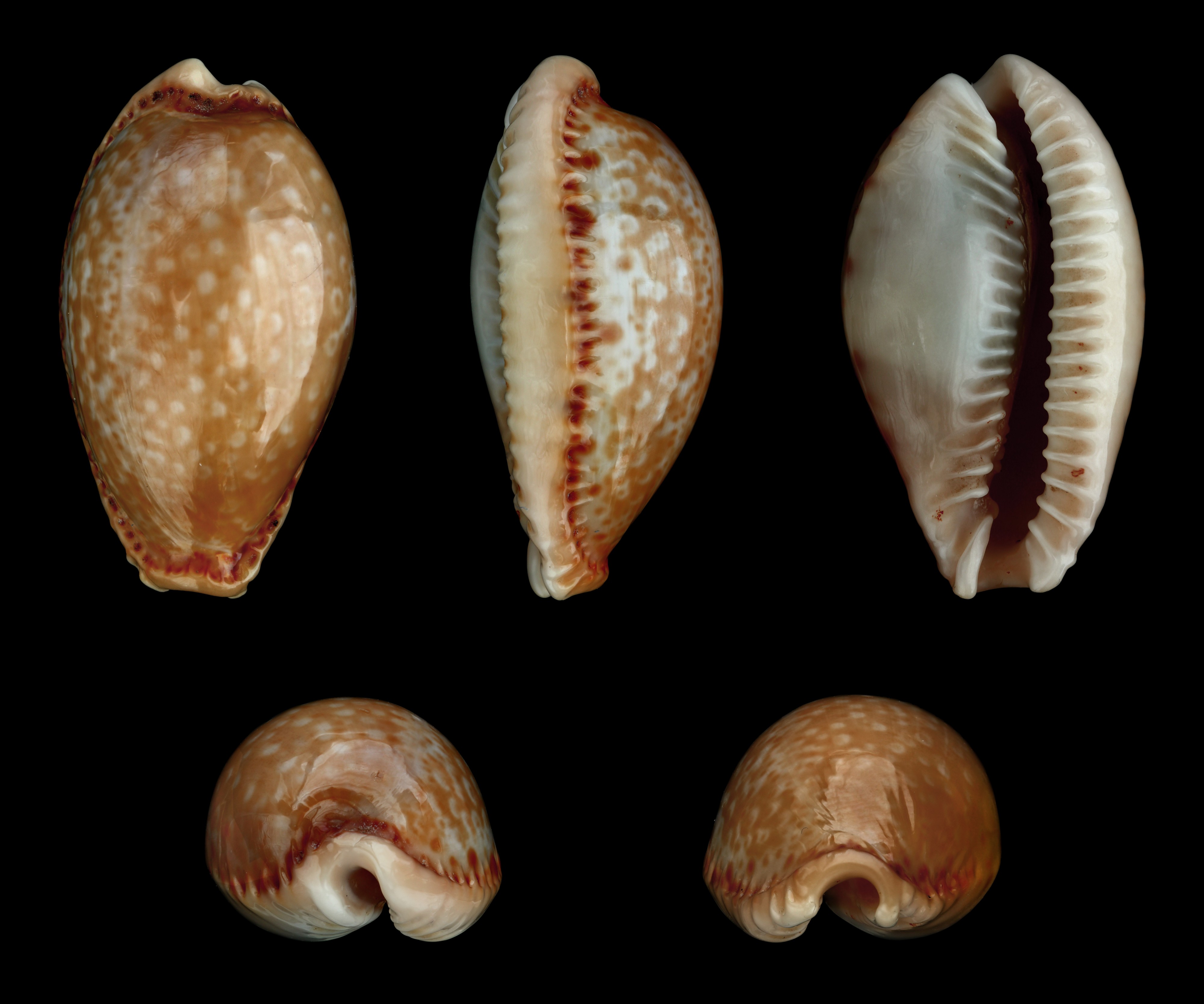 Erosaria labrolineata 01