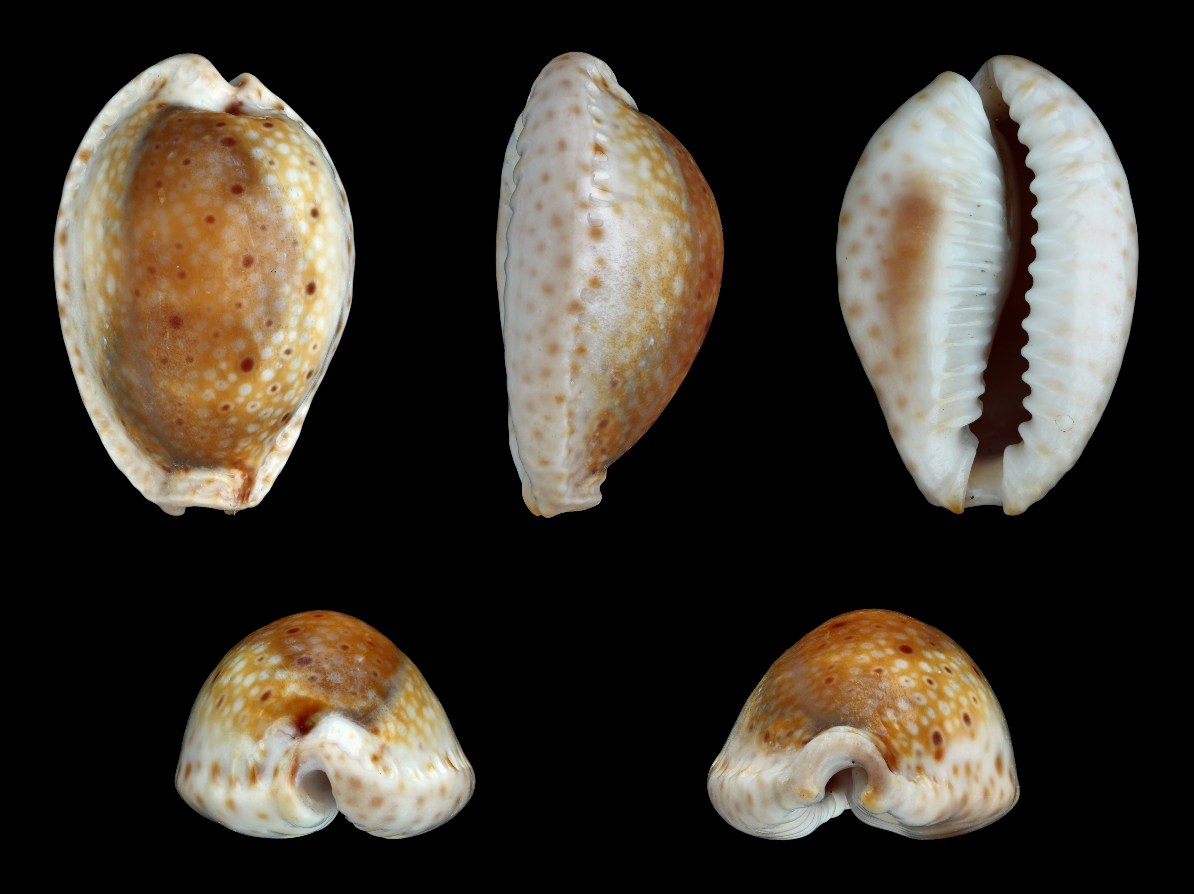 Erosaria ocellata 01