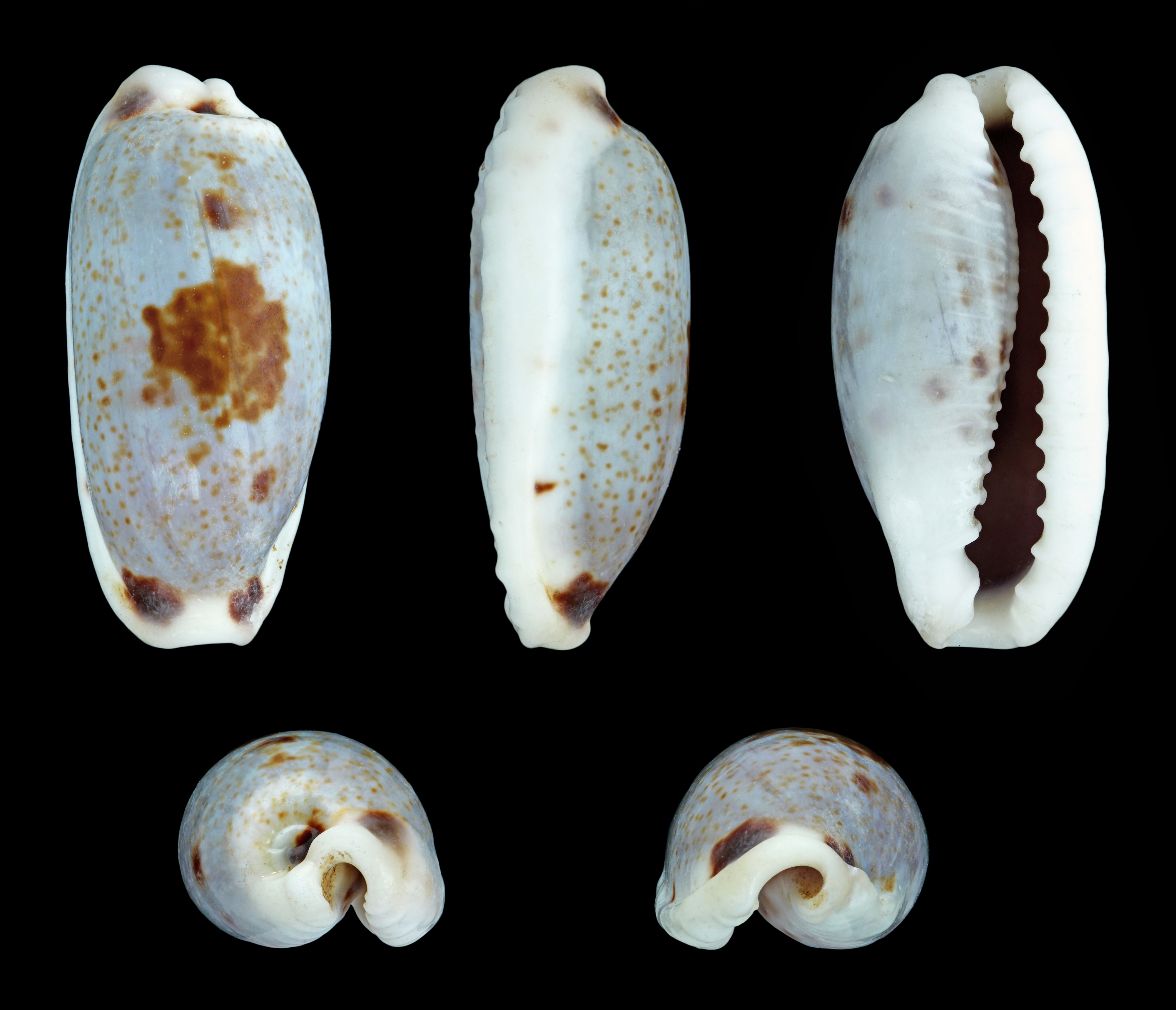 Erronea cylindrica cylindrica 01
