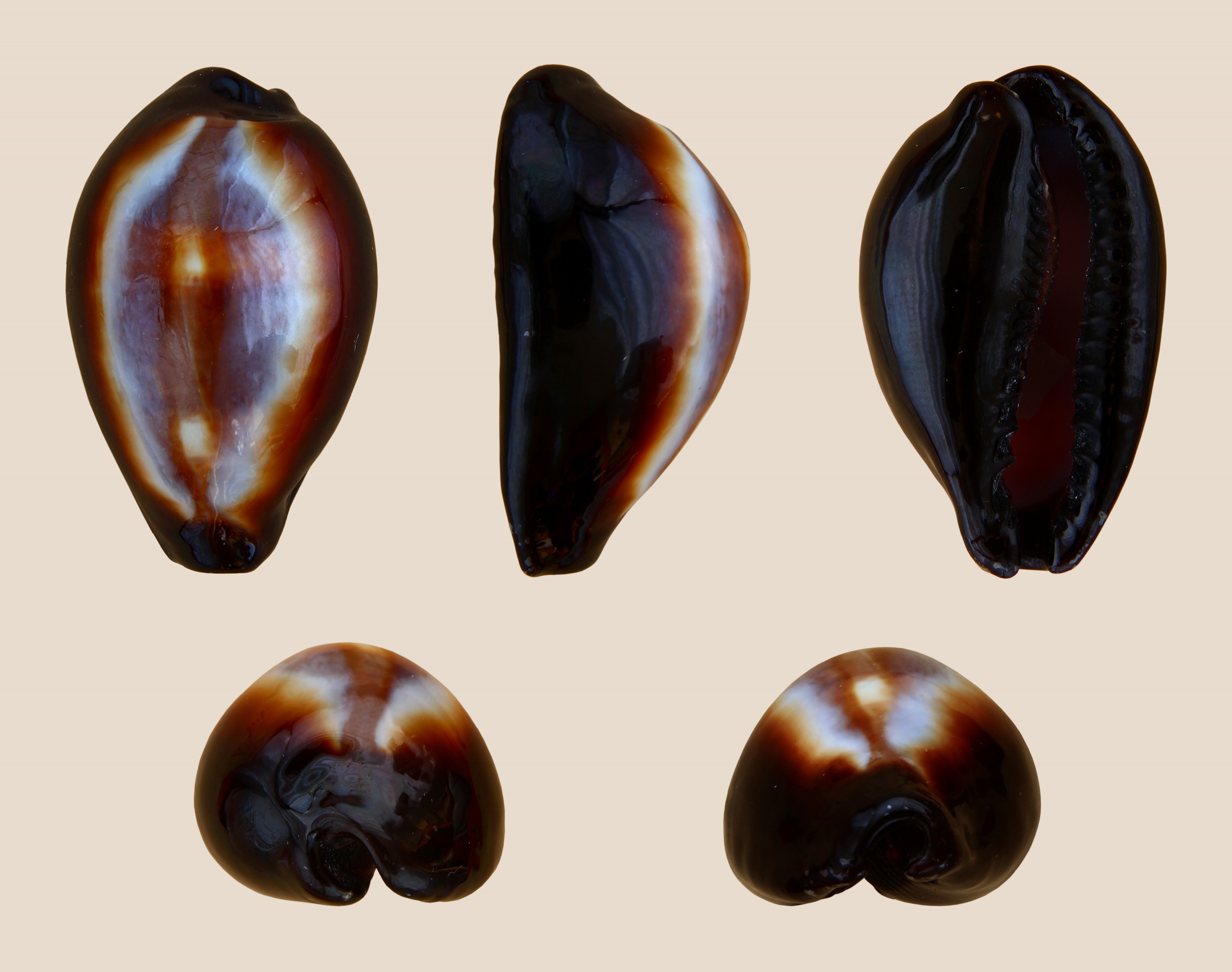 Erronea onyx 01