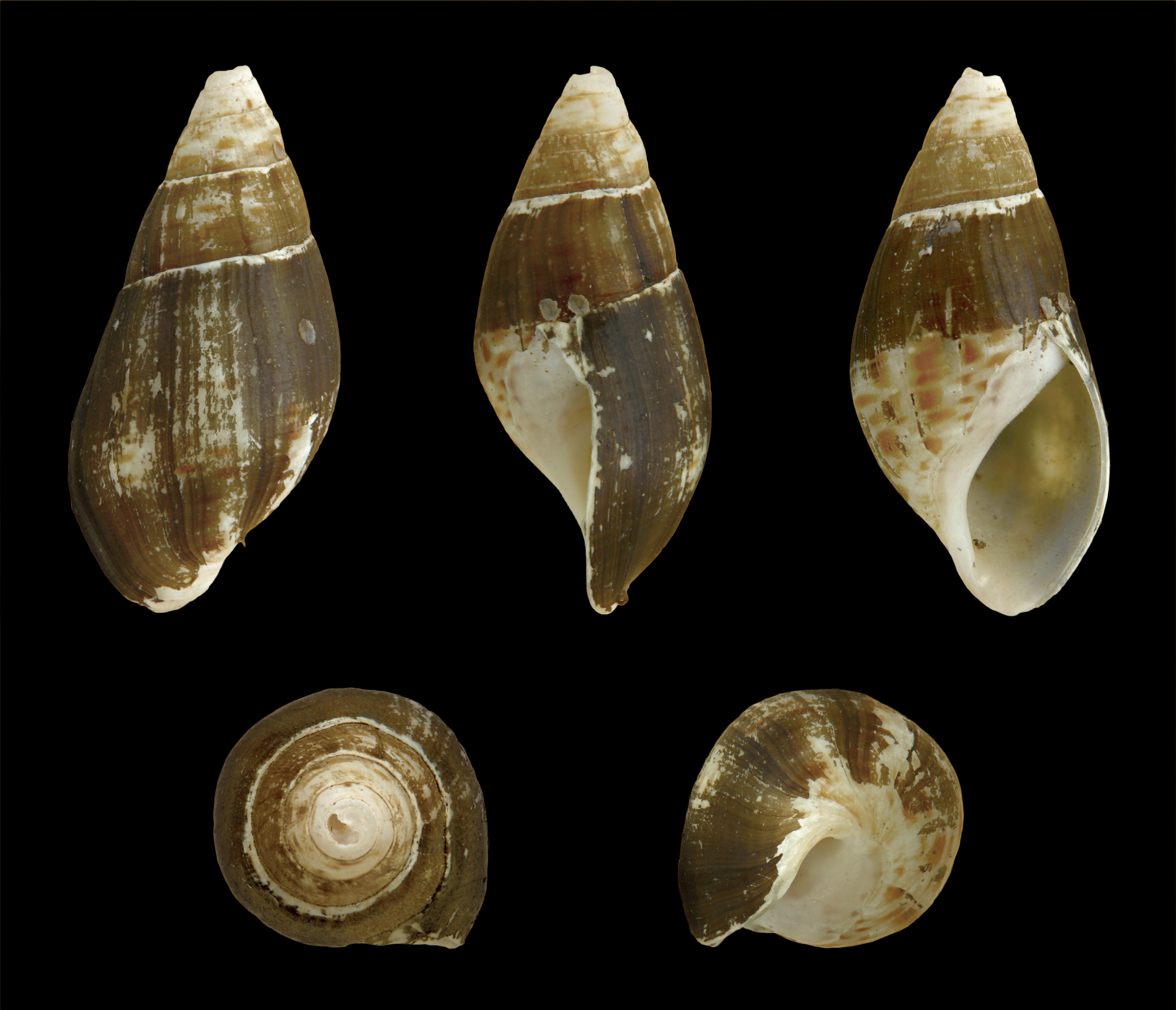 Esperiana esperi 01