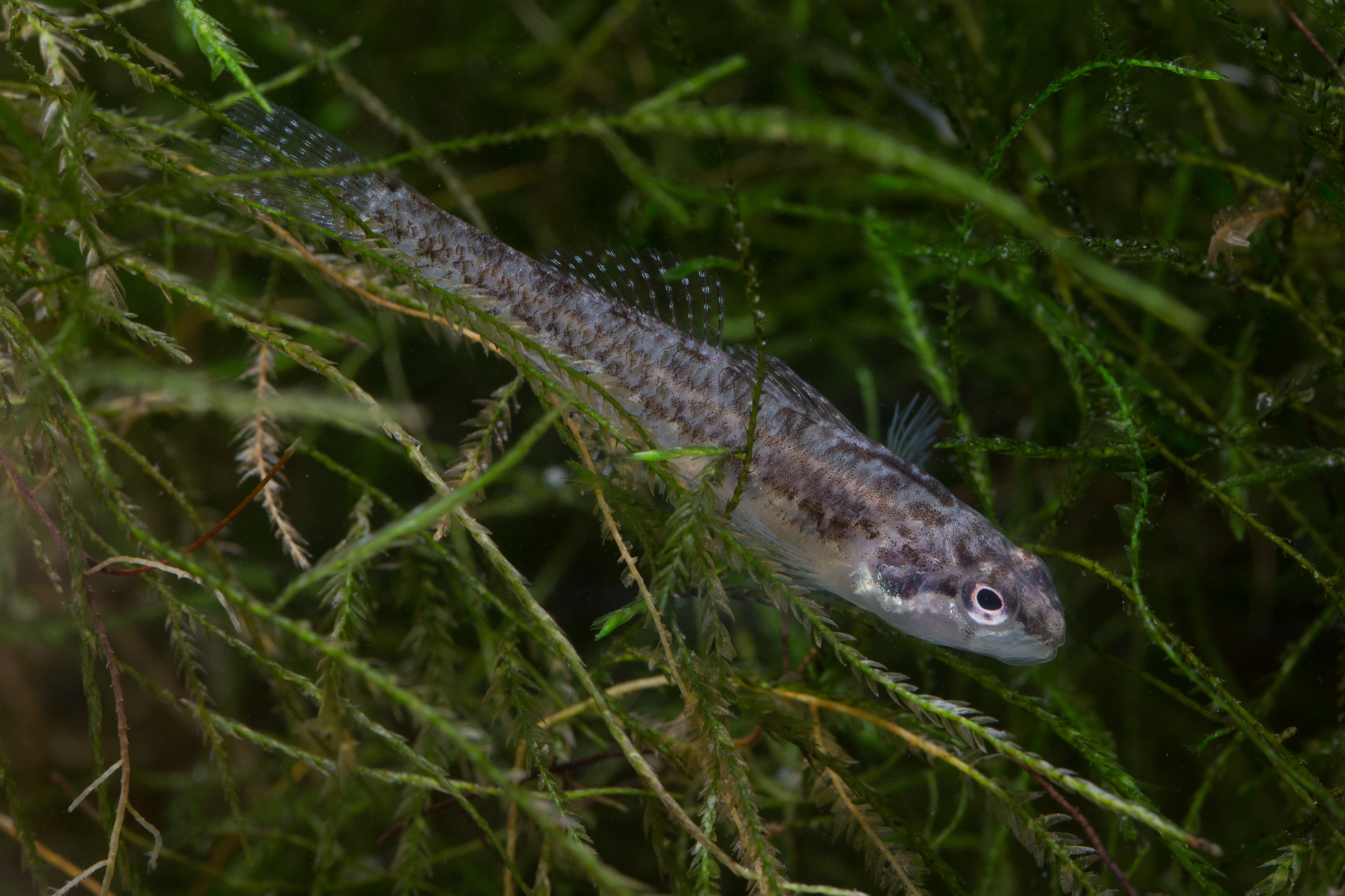 Etheostoma fonticola FWS 20416