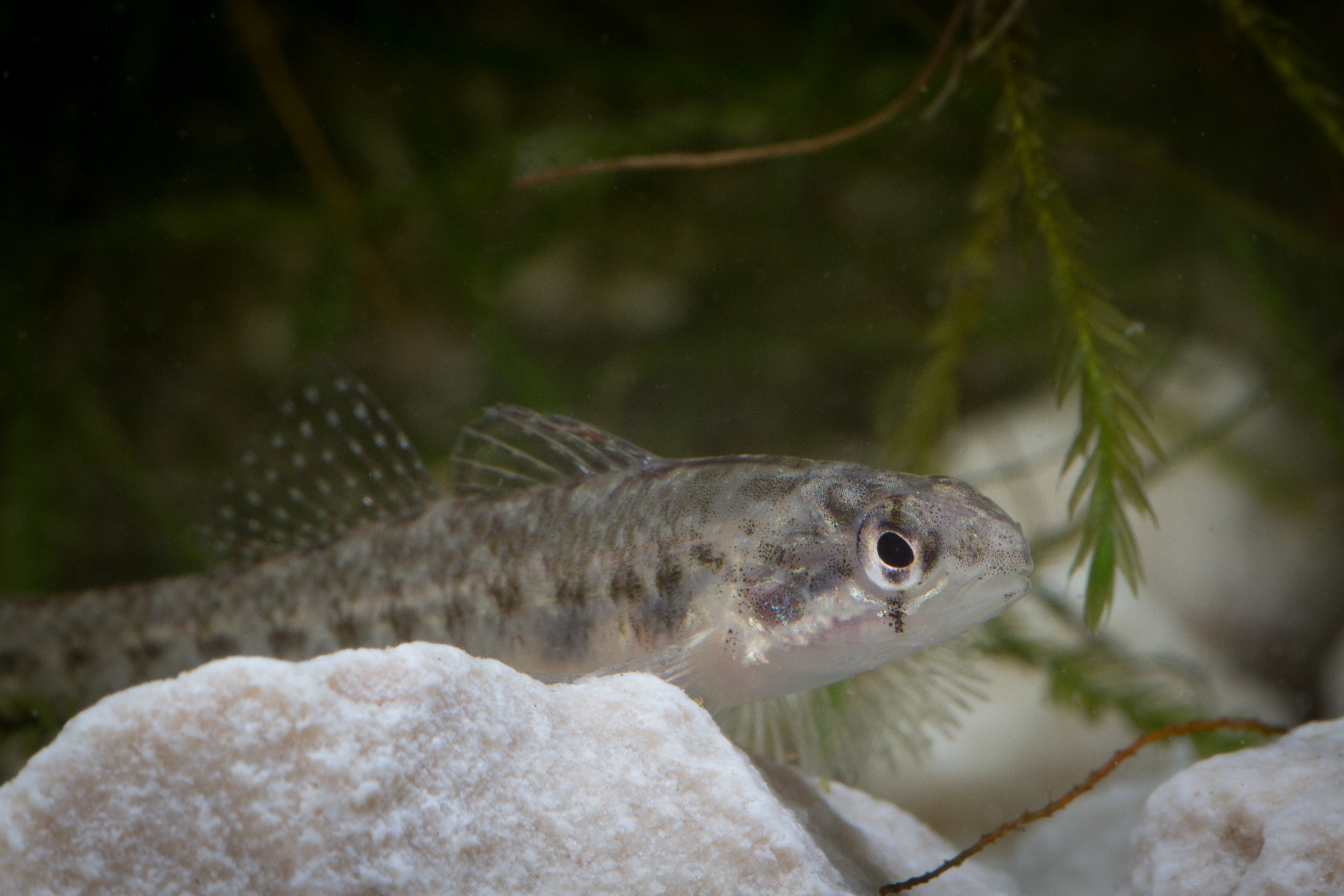 Etheostoma fonticola FWS 20418