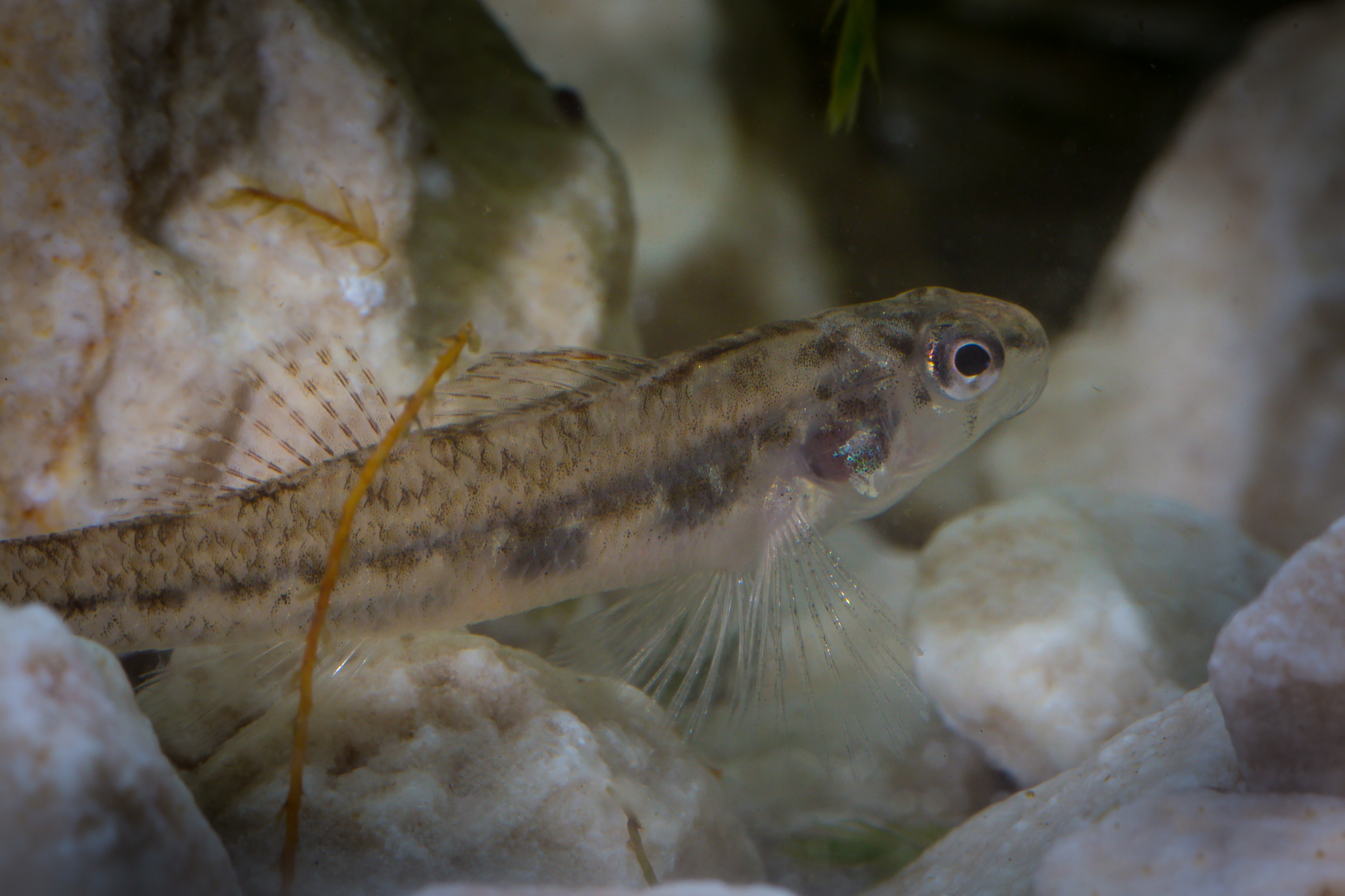 Etheostoma fonticola FWS 20419