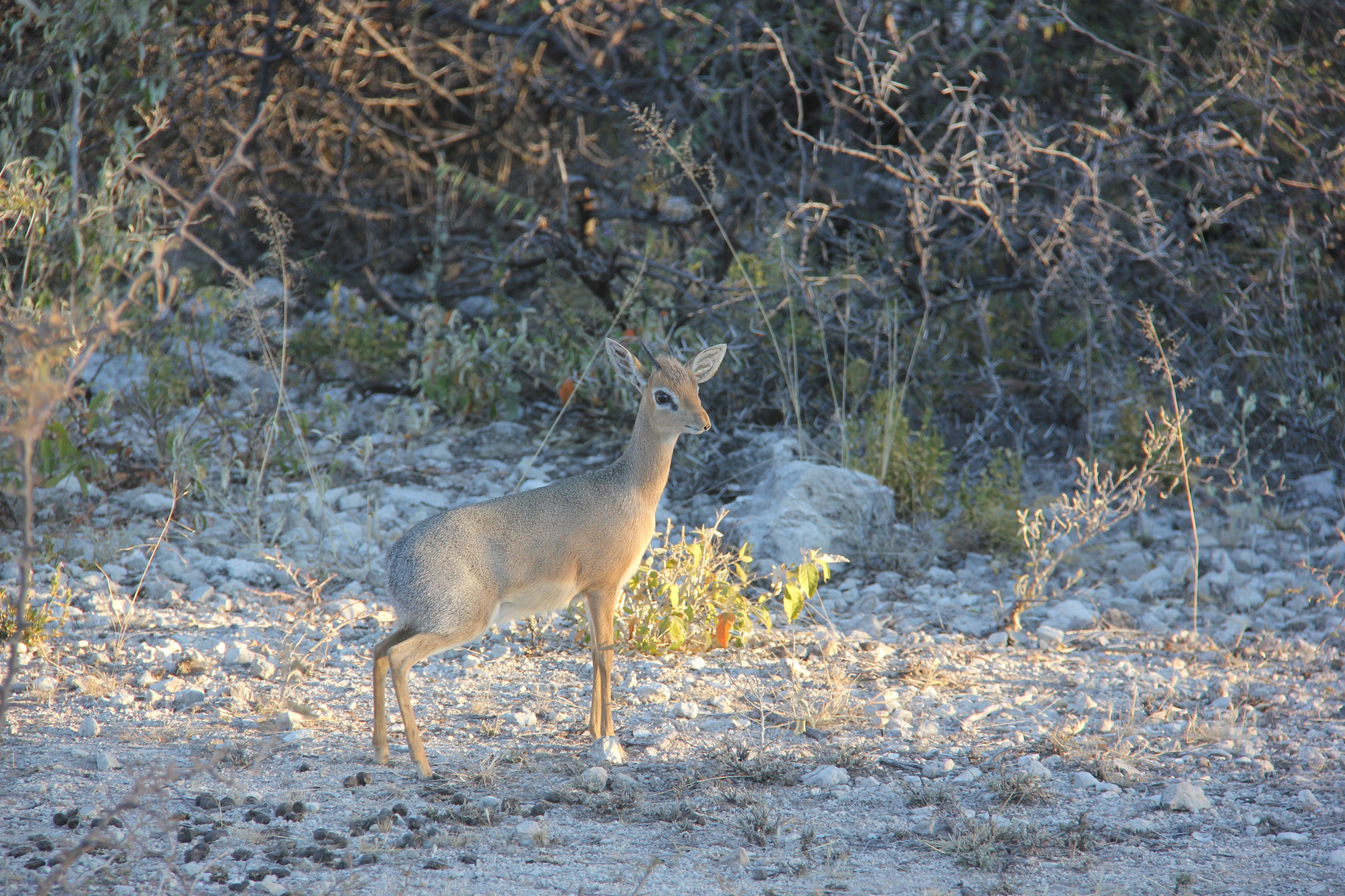 Etosha (18616901784)