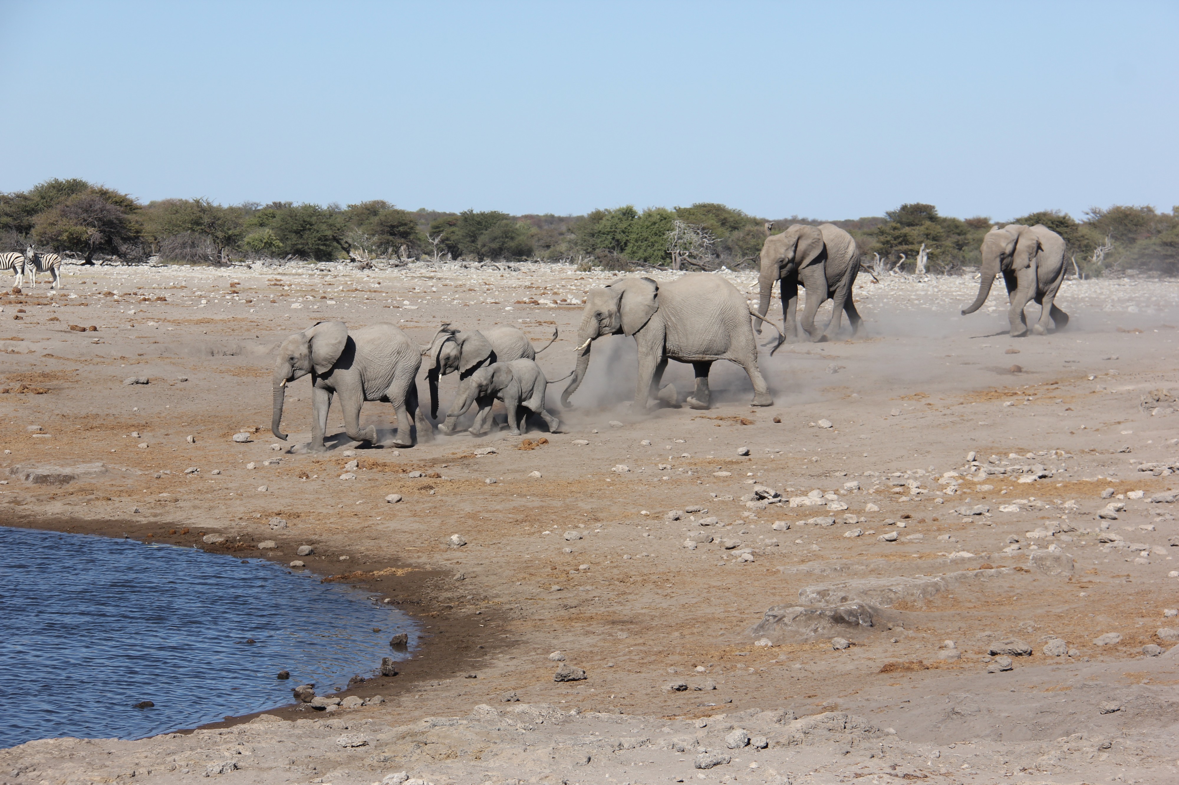 Etosha (19075371489)