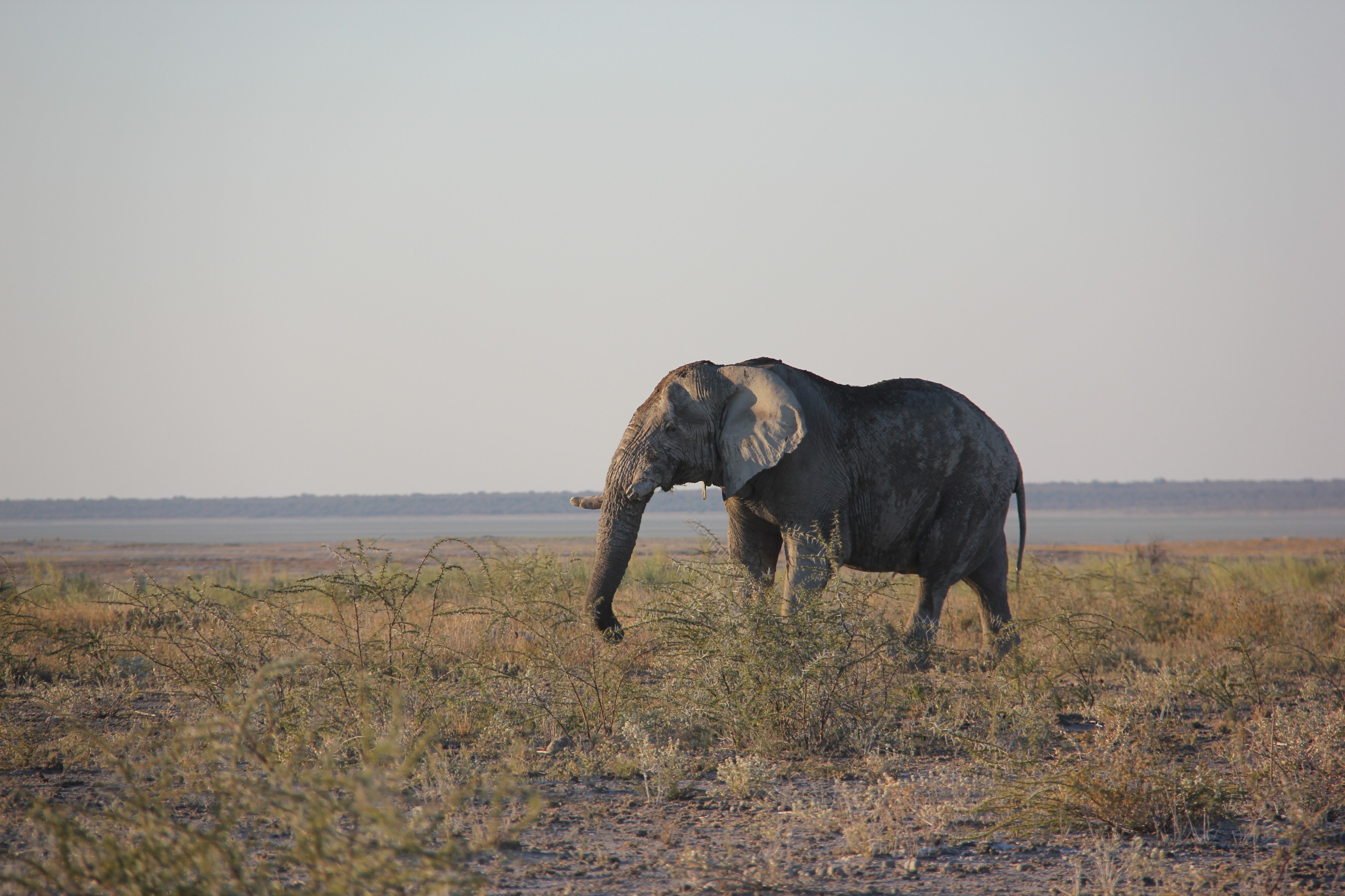 Etosha (19230611392)