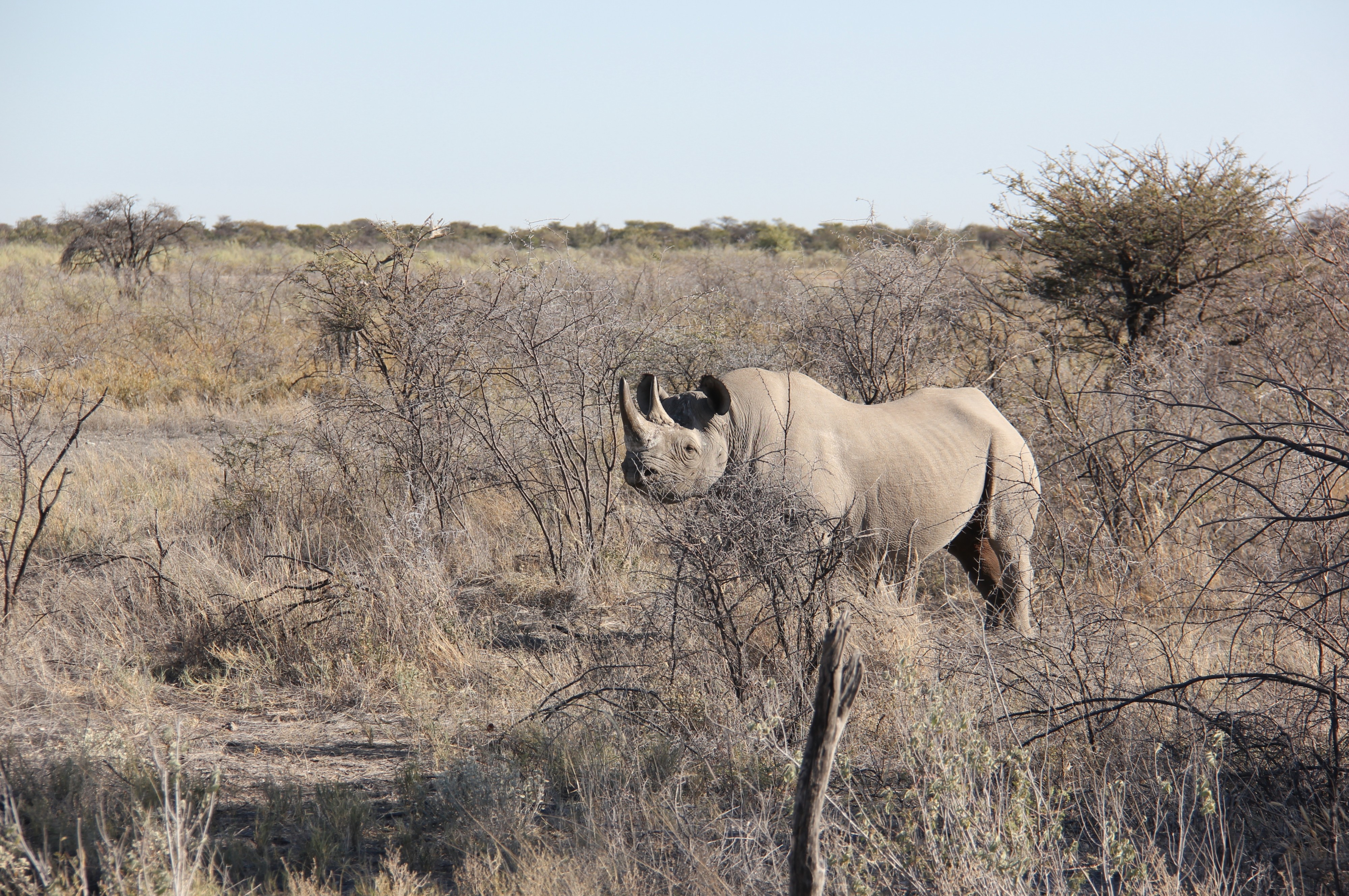 Etosha (19233444912)