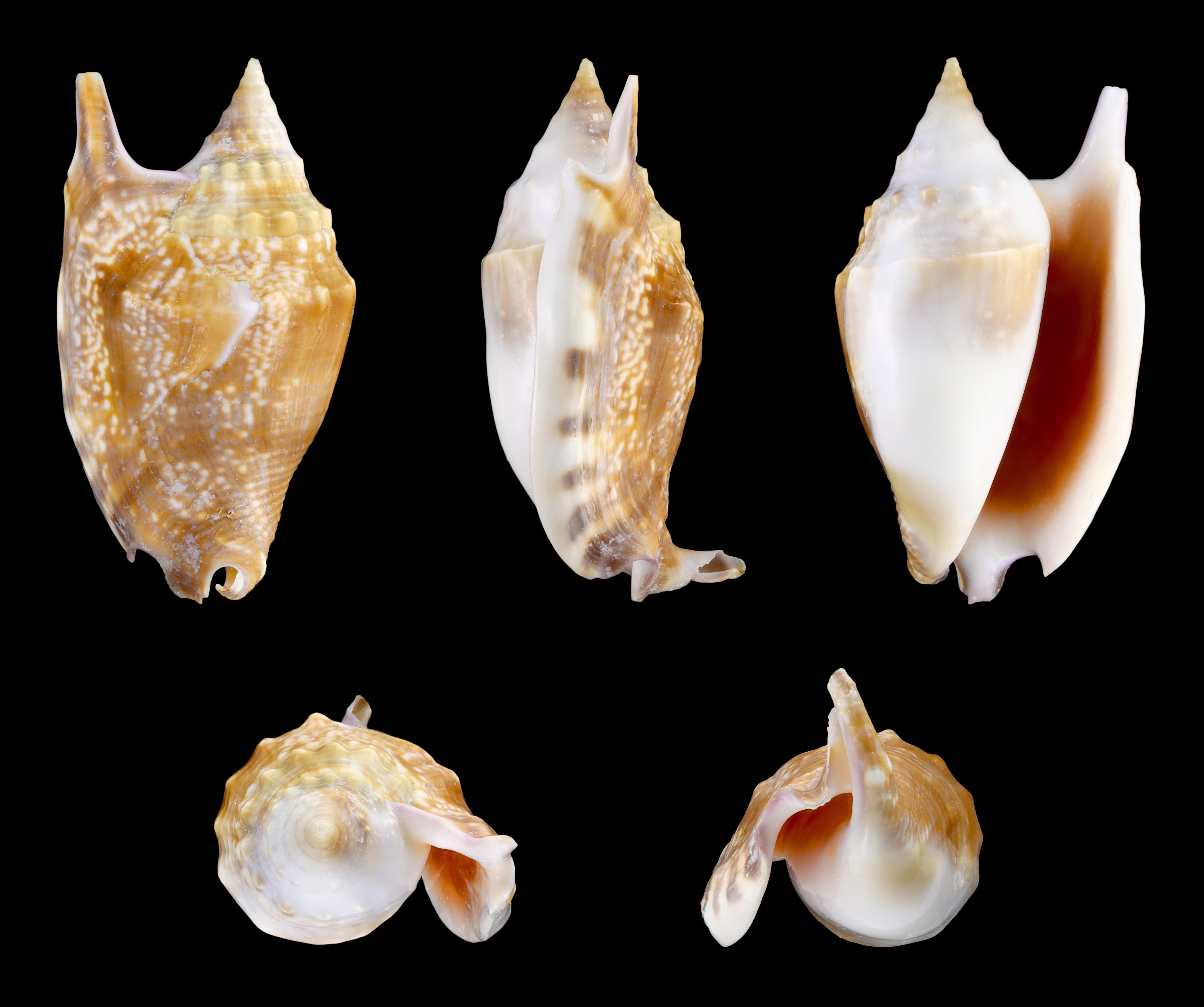 Euprotomus bulla 01