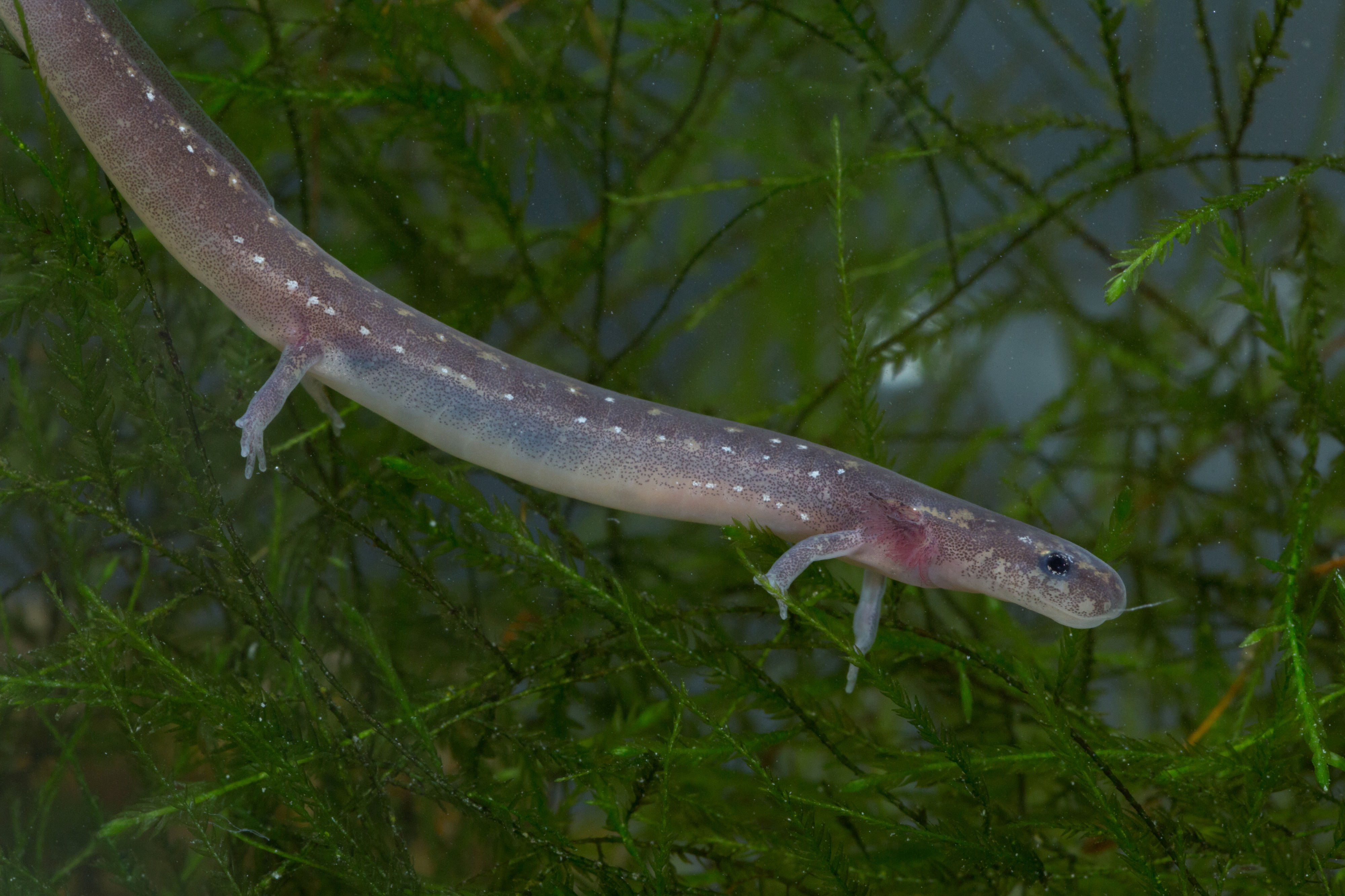 Eurycea nana FWS 20408