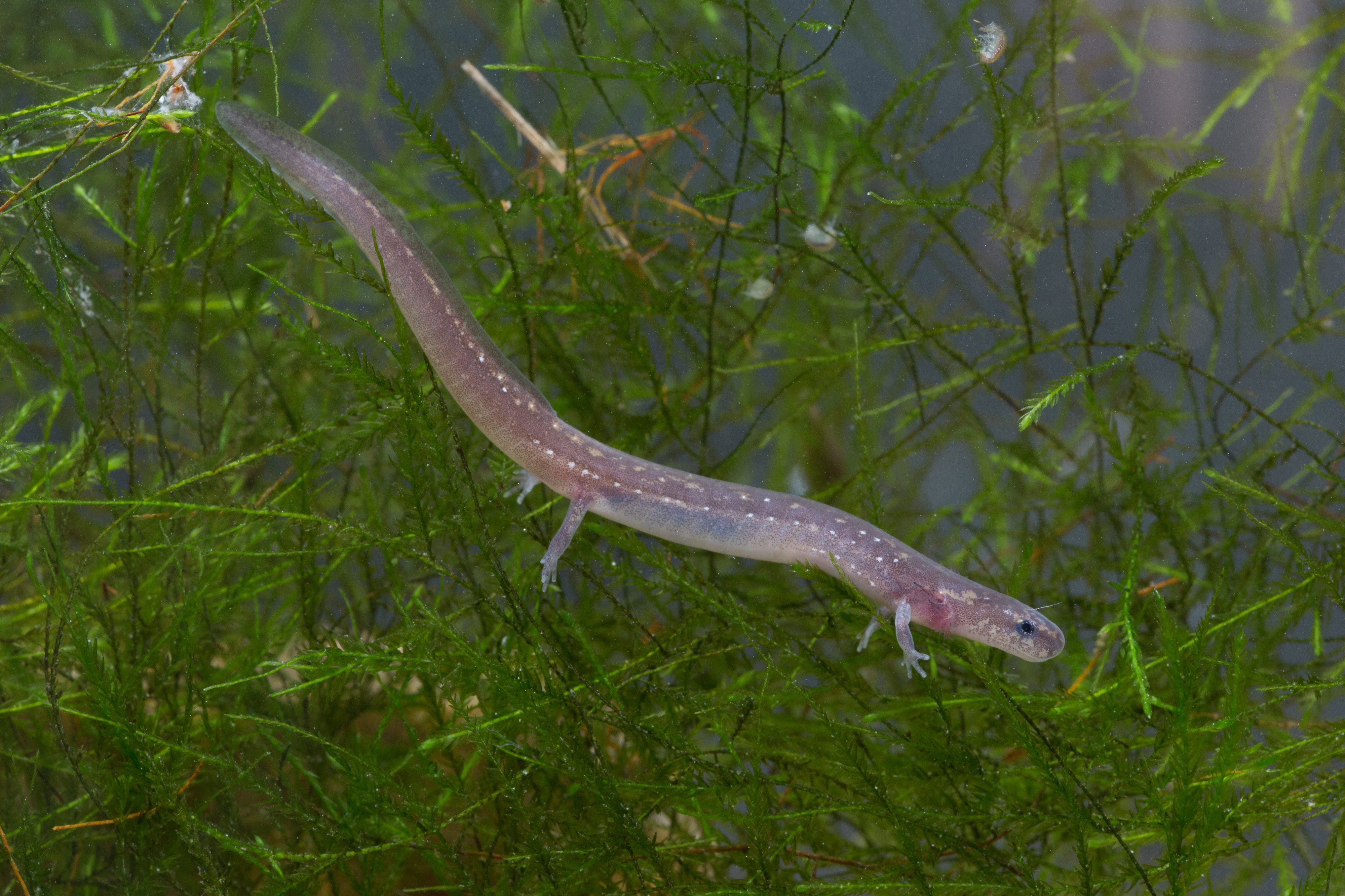 Eurycea nana FWS 20409