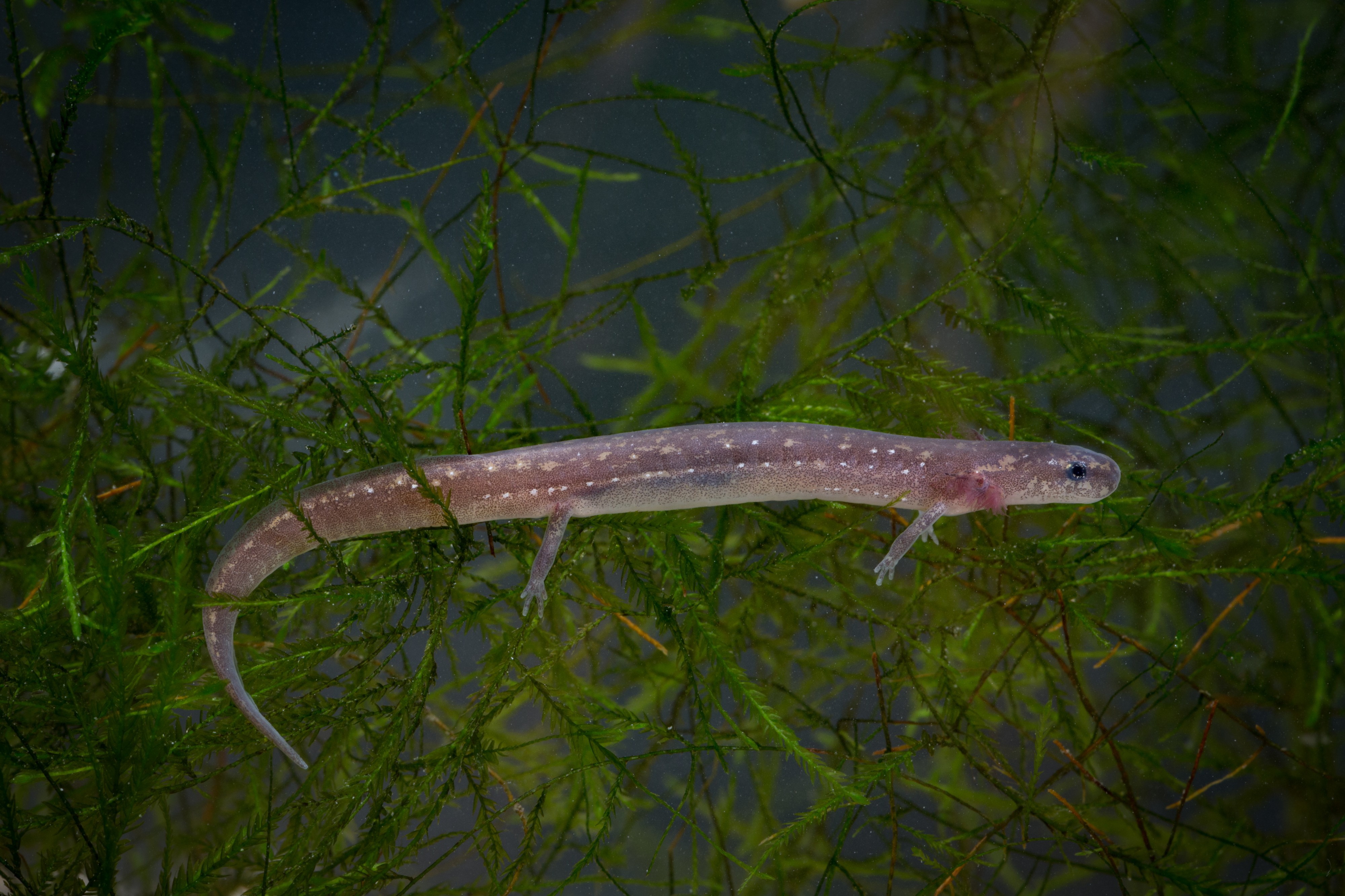 Eurycea nana FWS 20410