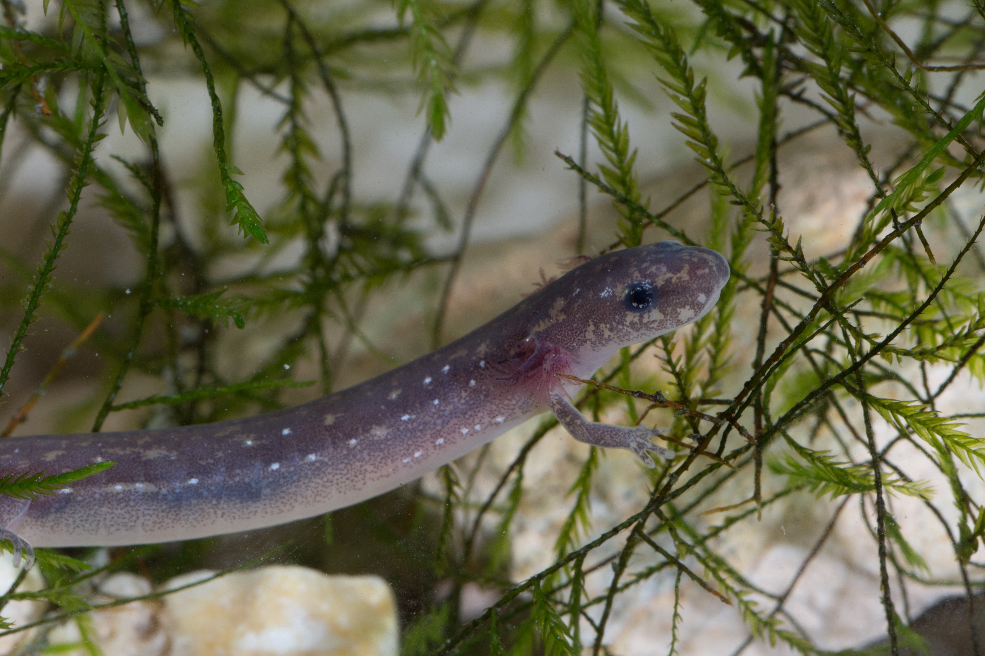 Eurycea nana FWS 20411