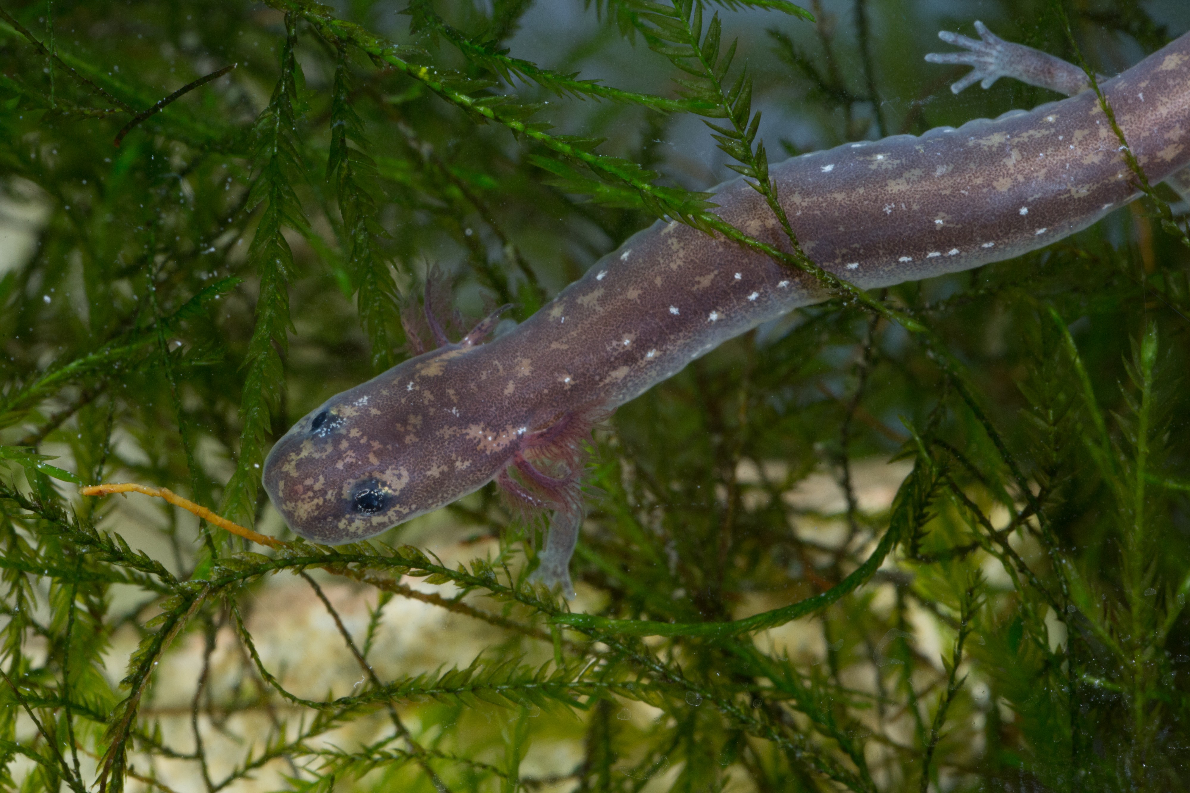 Eurycea nana FWS 20412