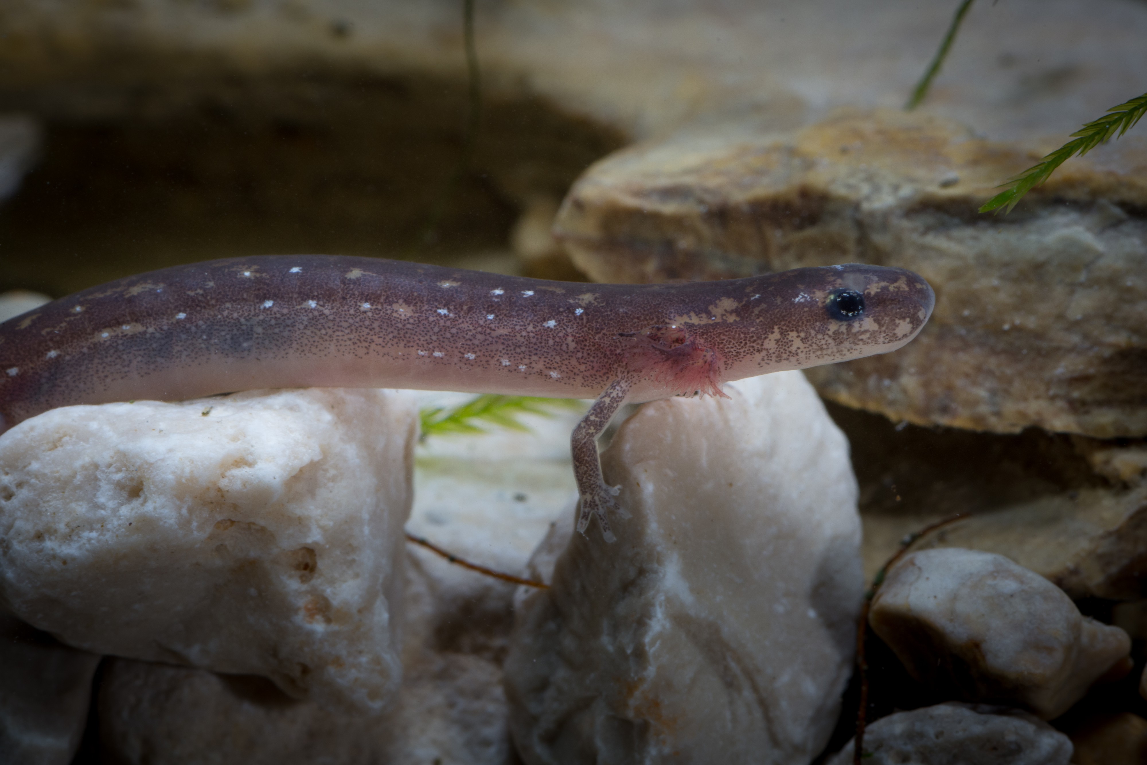 Eurycea nana FWS 20414