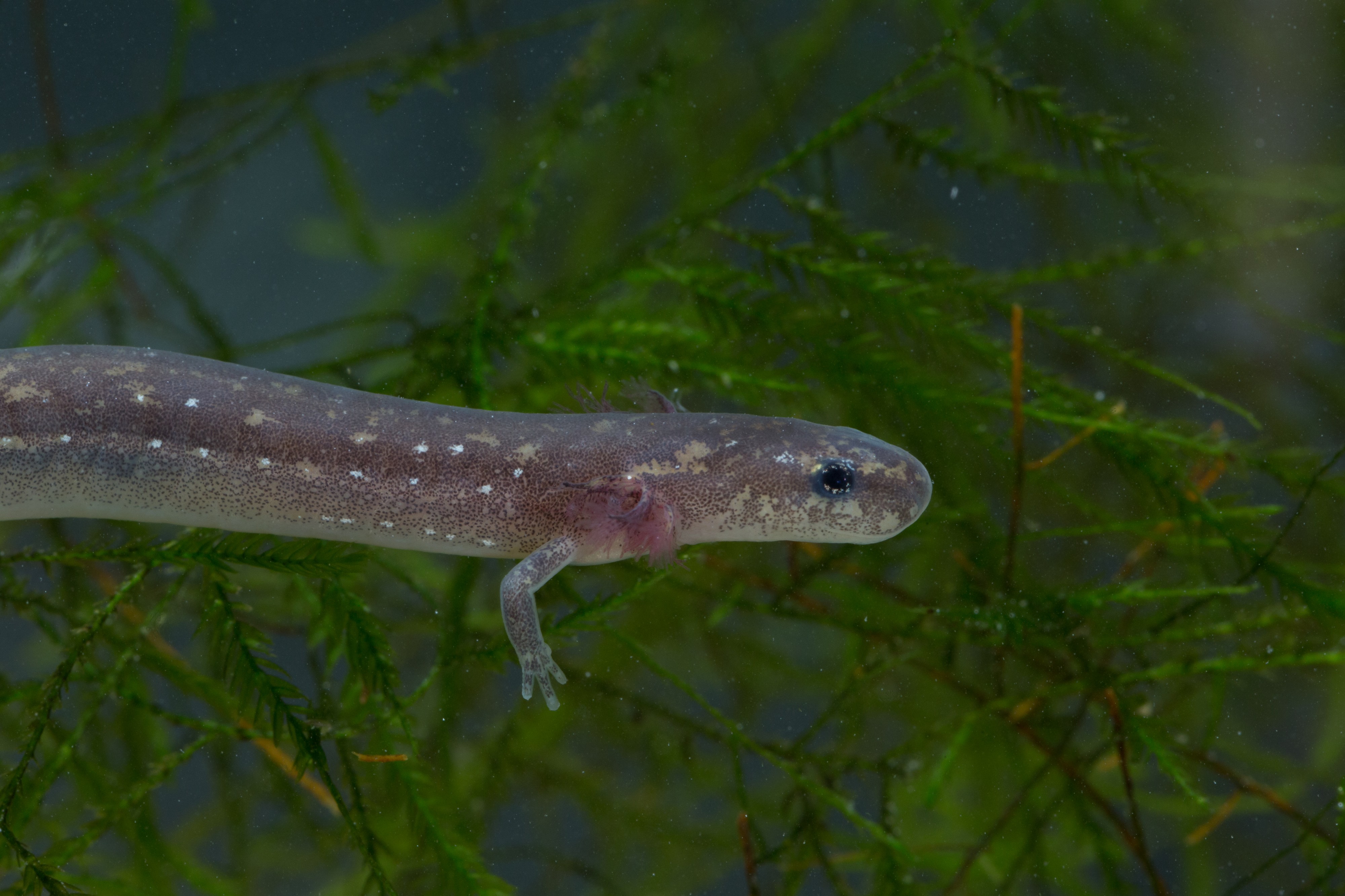 Eurycea nana FWS 20415