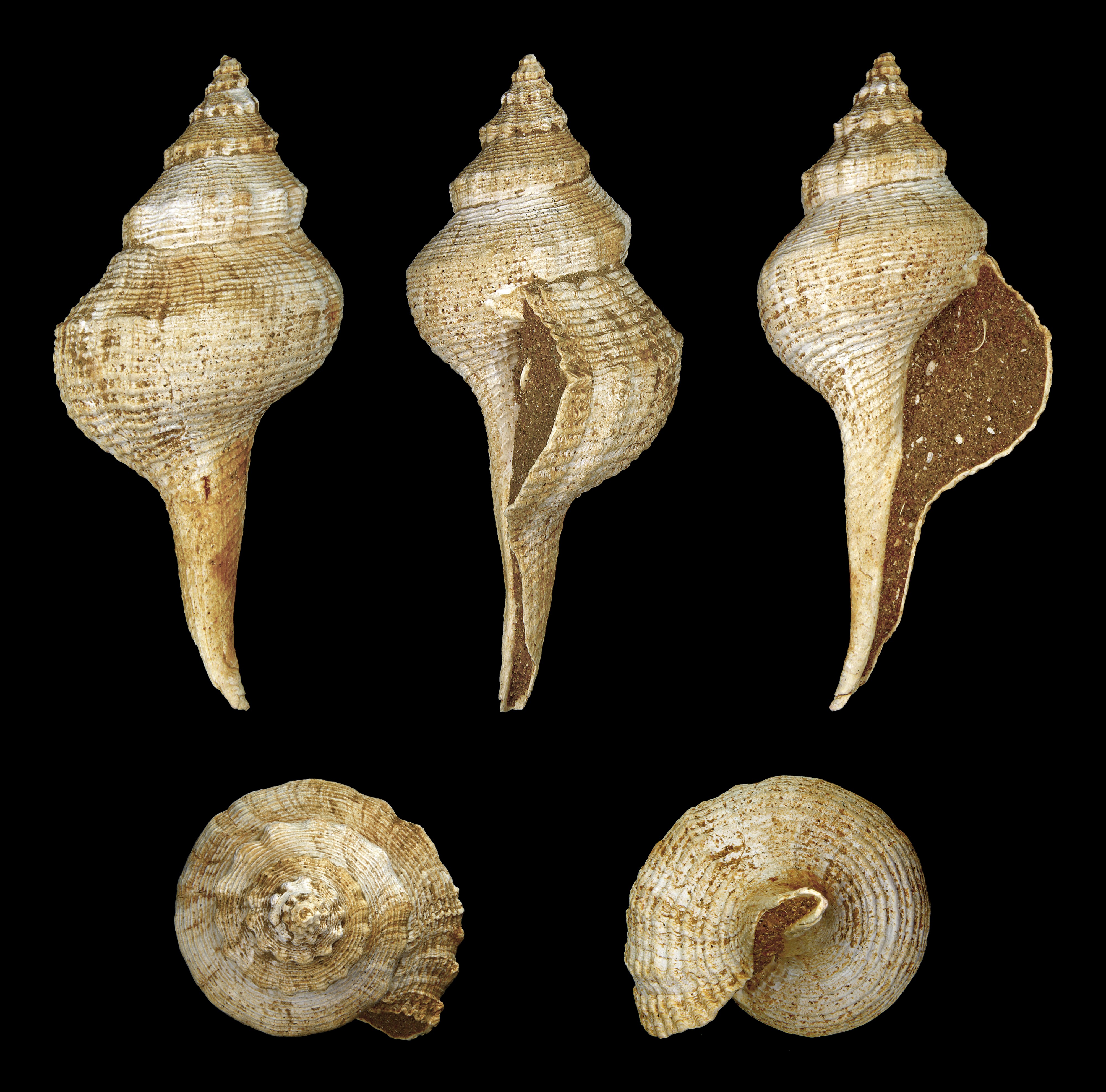 Euthriofusus burdigalensis grateloupi 01