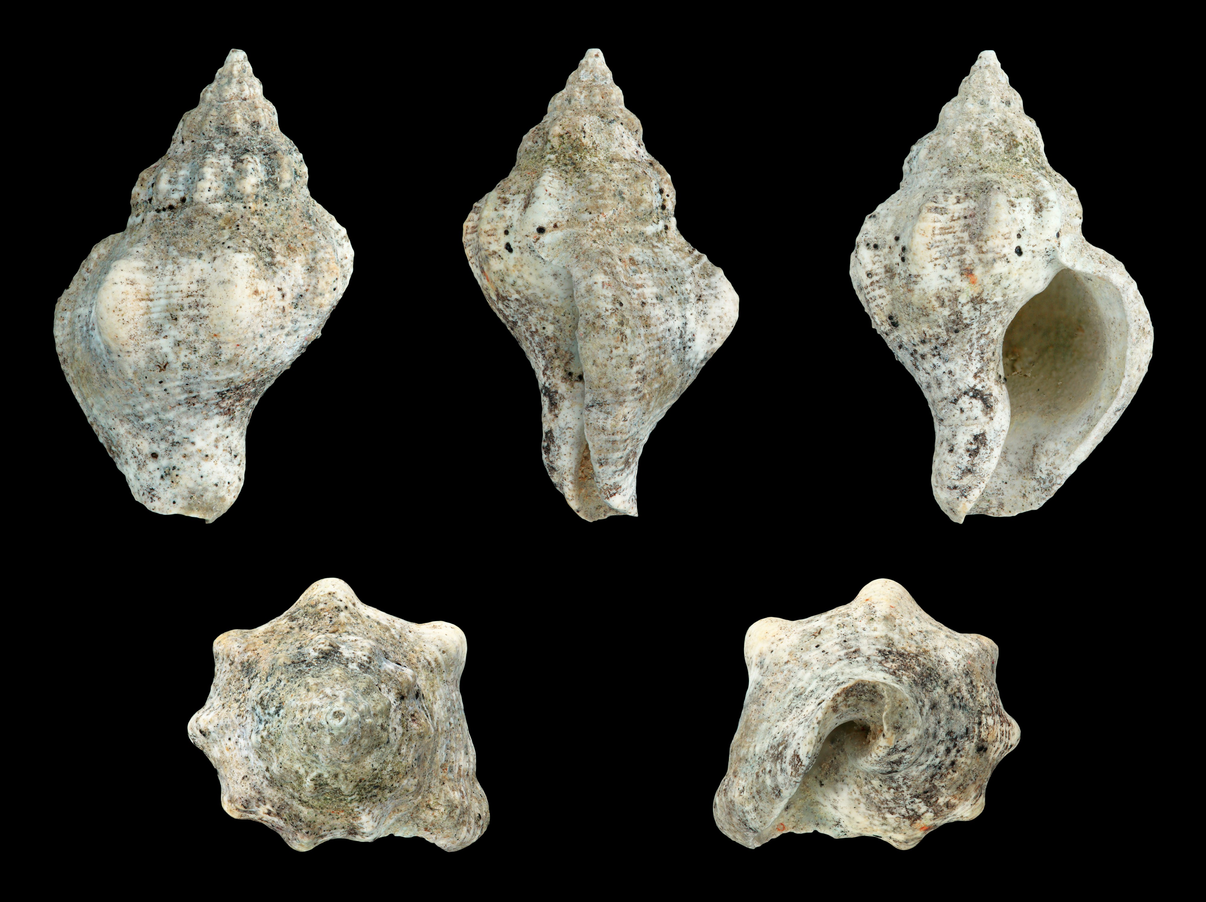 Euthriofusus distinctissimus 01