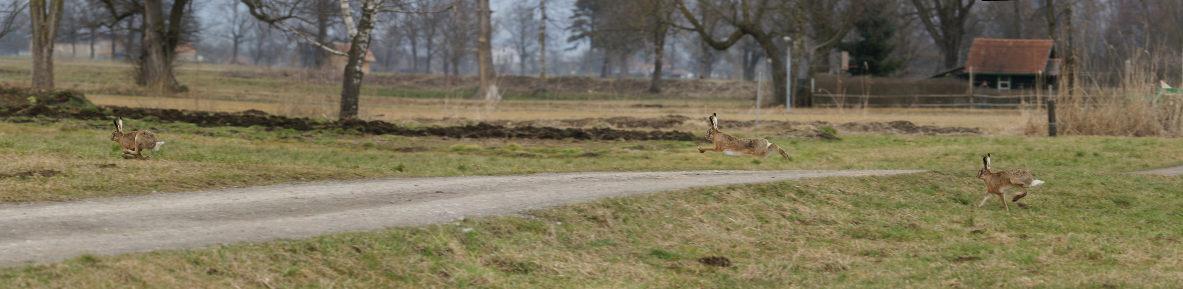 Feldhase, Lepus europaeus pano