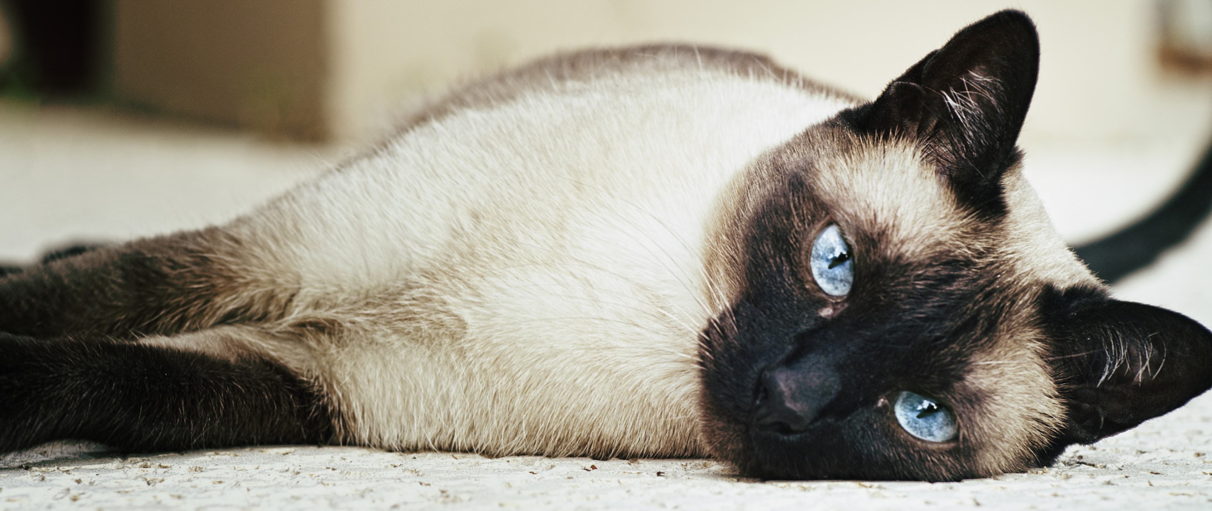 Female siamese cat
