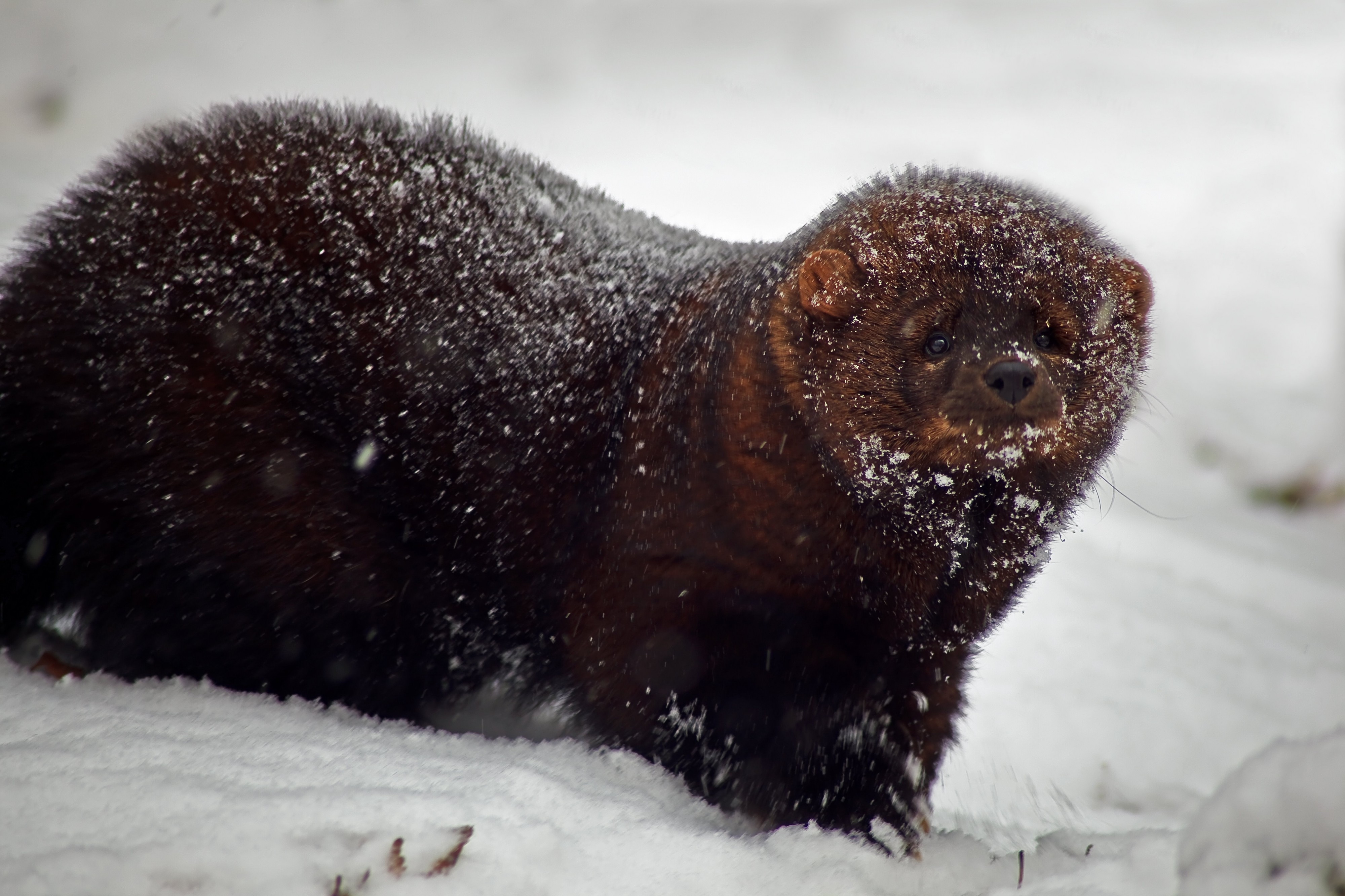 Fisher-animal-snow-storm - West Virginia - ForestWander
