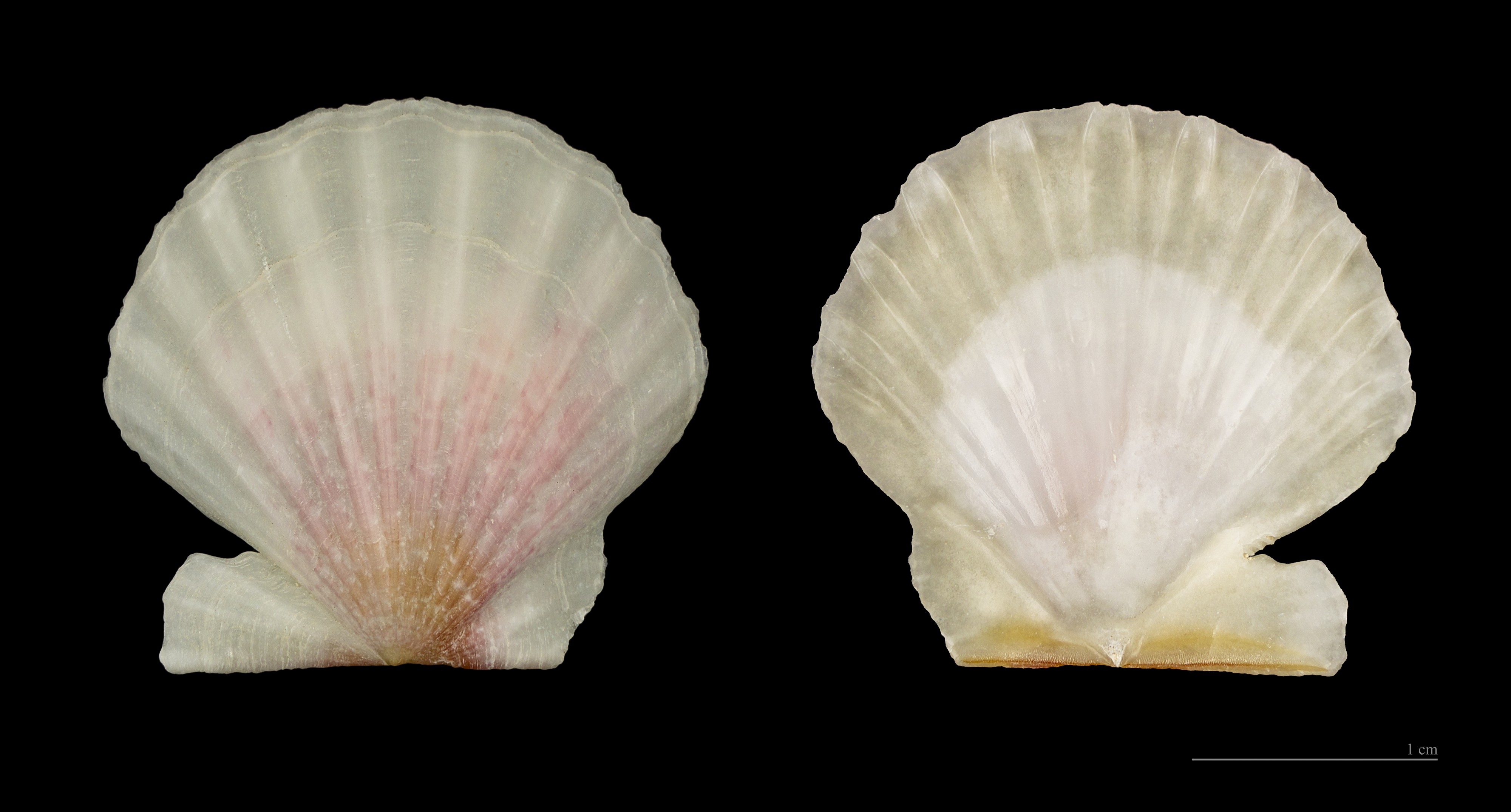 Flexopecten glaber ponticus MHNT