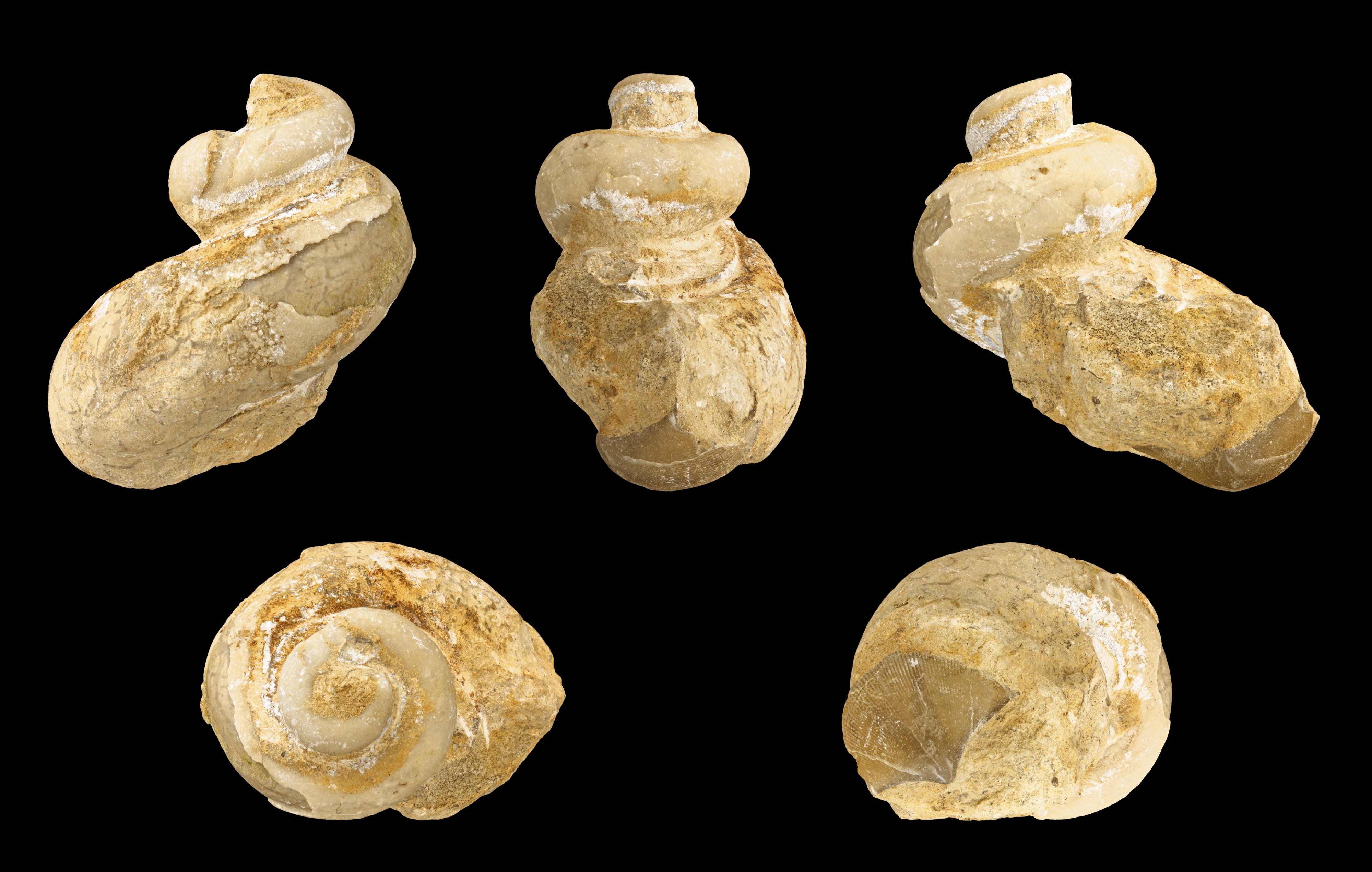 Floyda concentrica 01