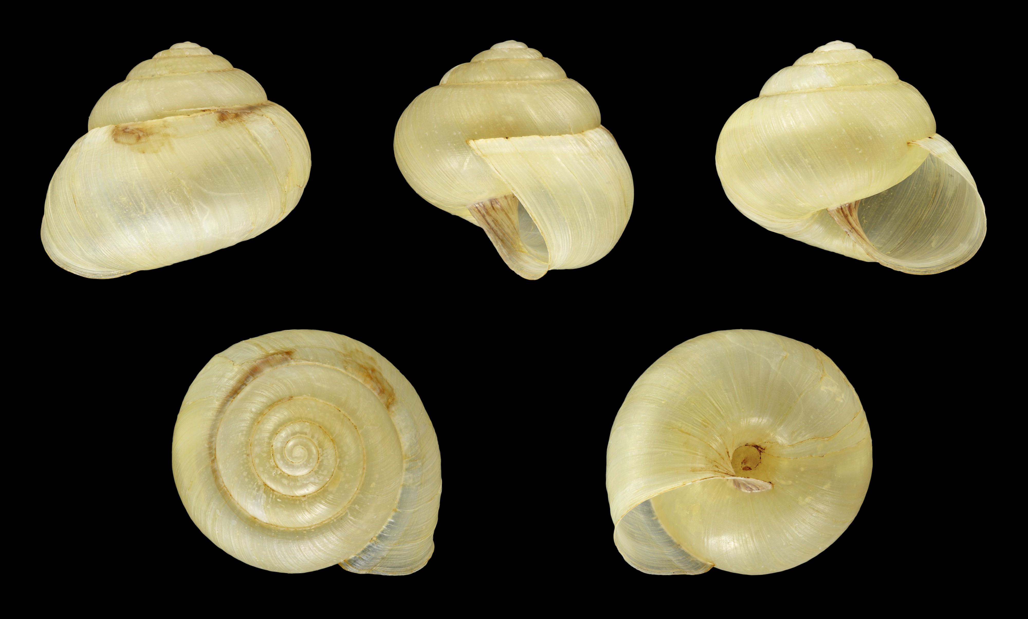 Fruticicola fruticum 001