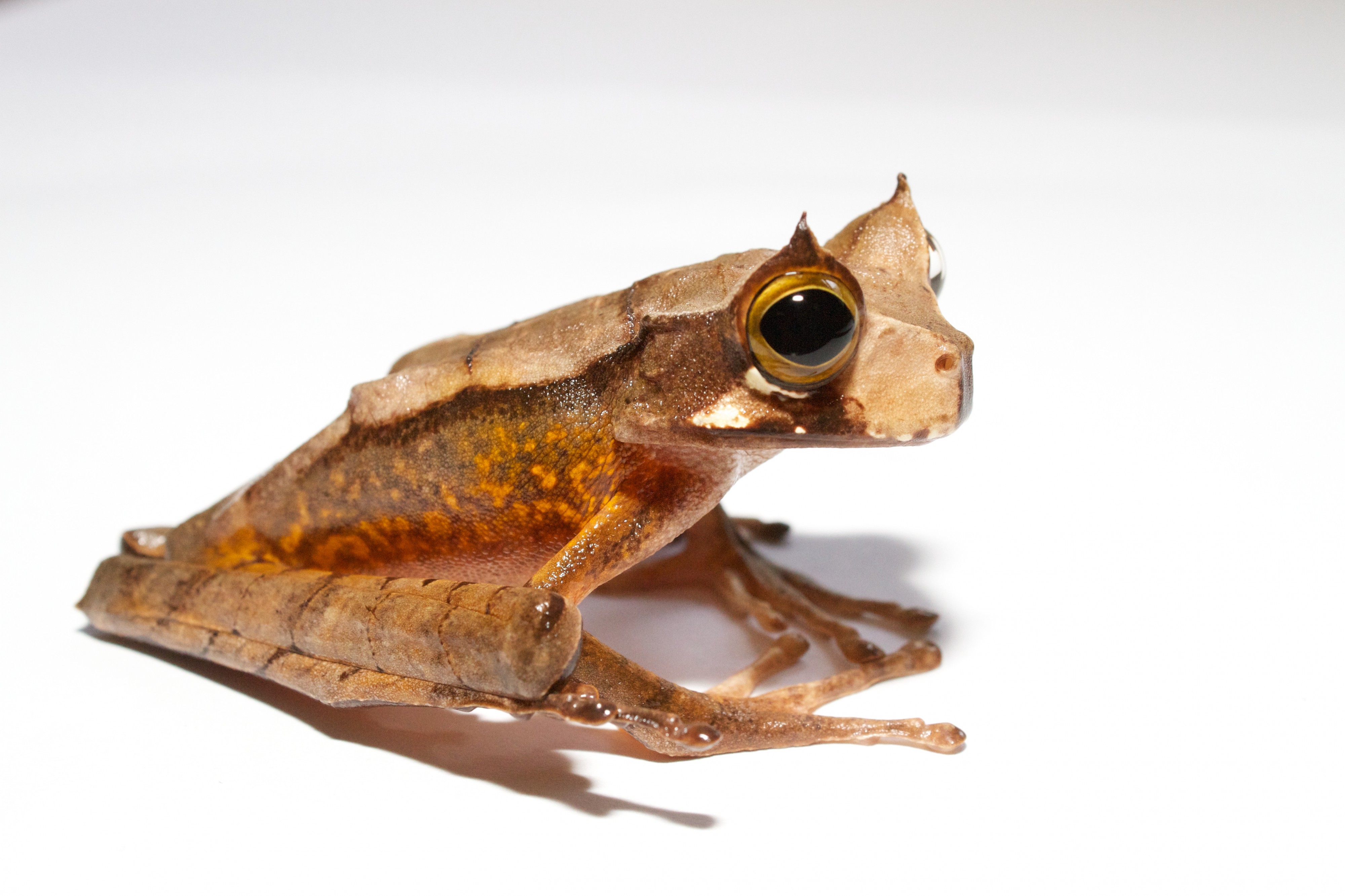 Gastrotheca cornuta IV