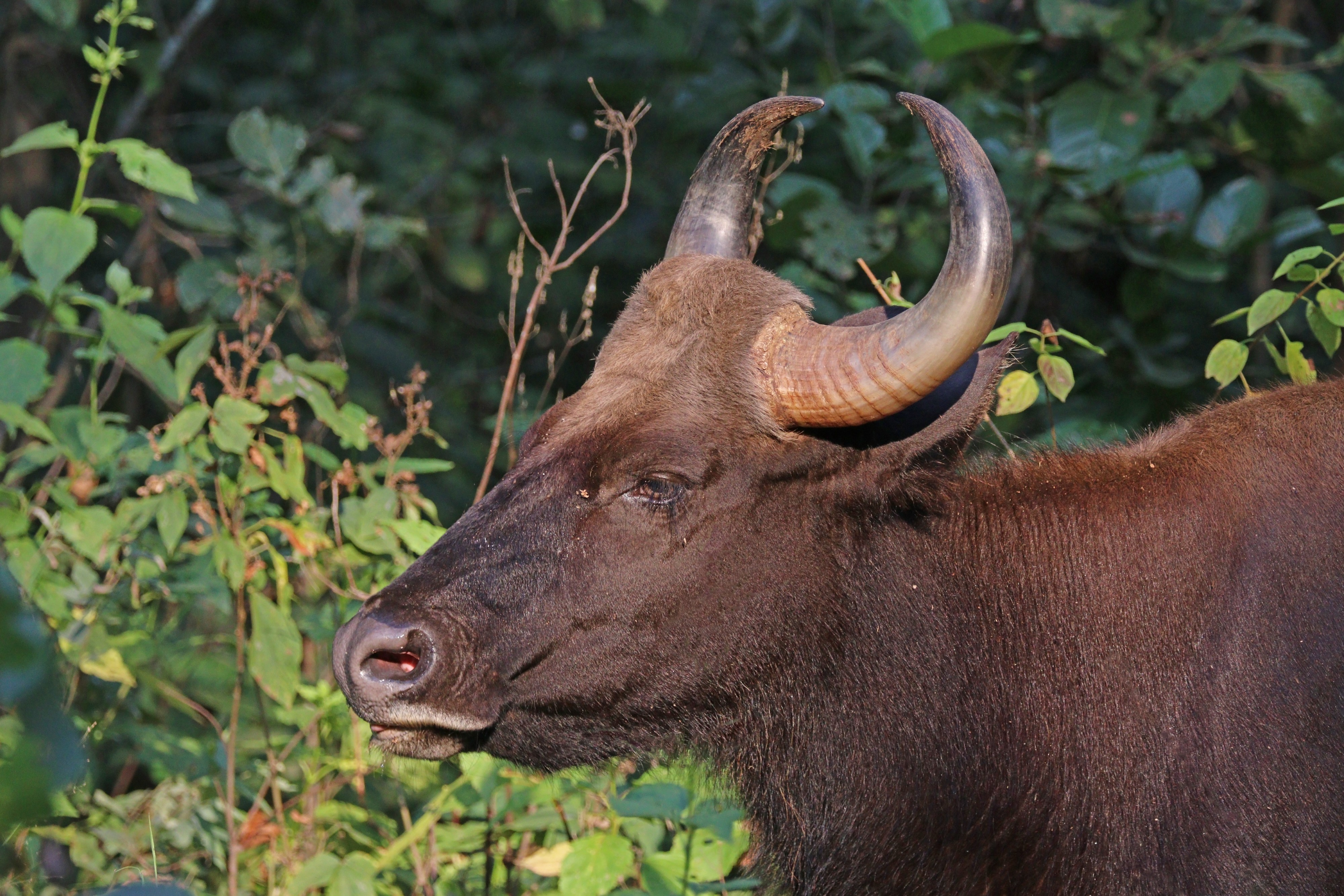 Gaur (Bos gaurus) female head