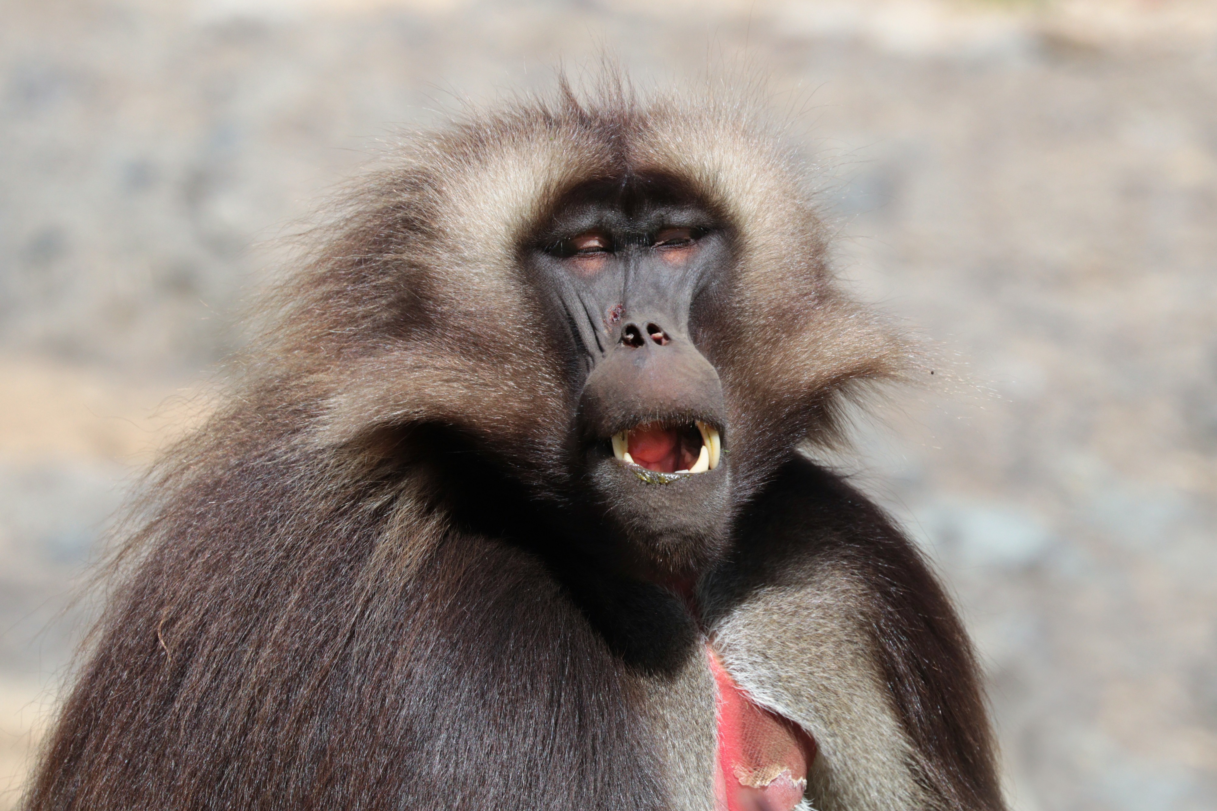 Gelada (Theropithecus gelada gelada) male yawning