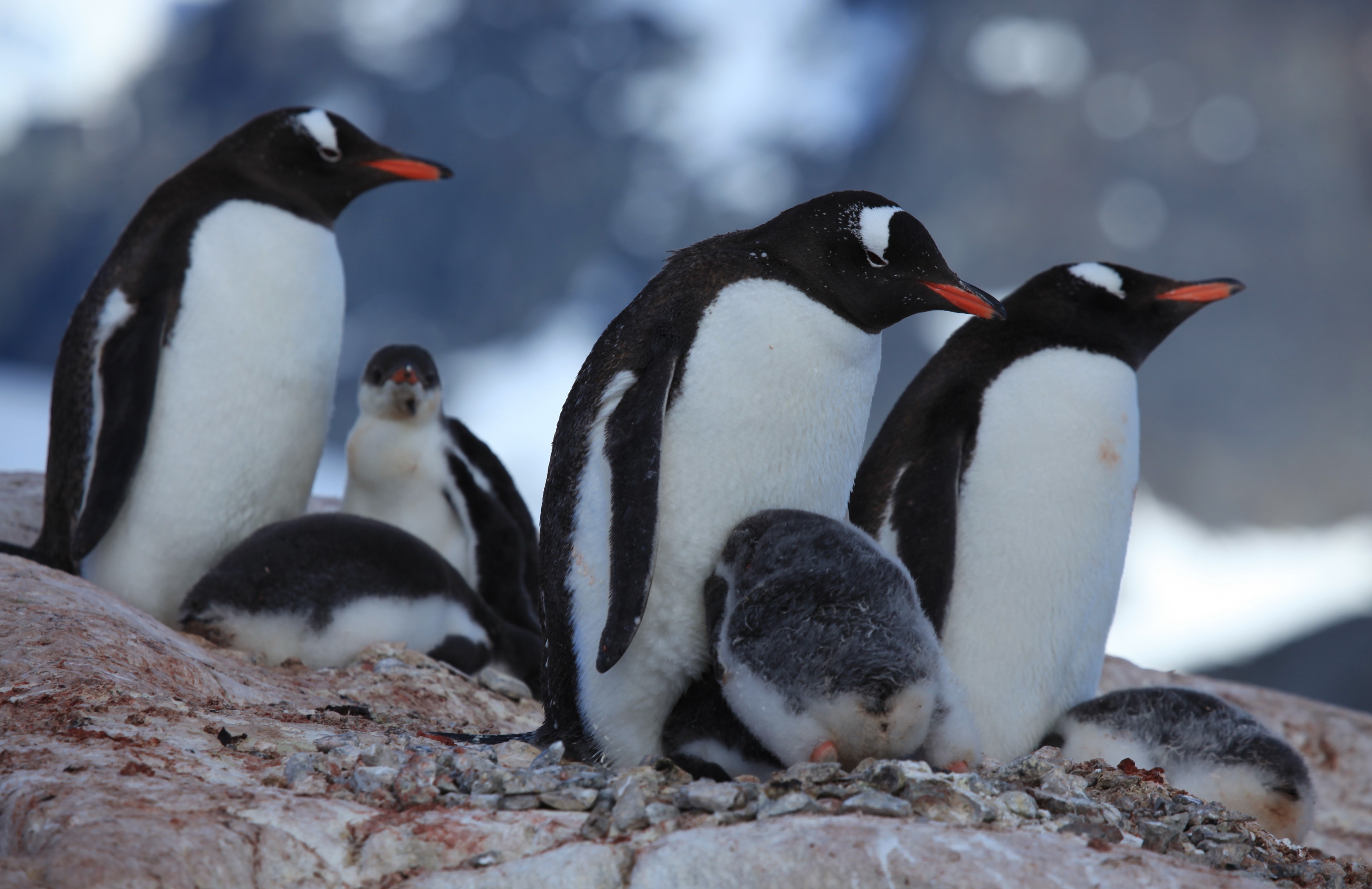 Gentoo Penguins with chicks at Jougla Point, Antarctica (6063655768)