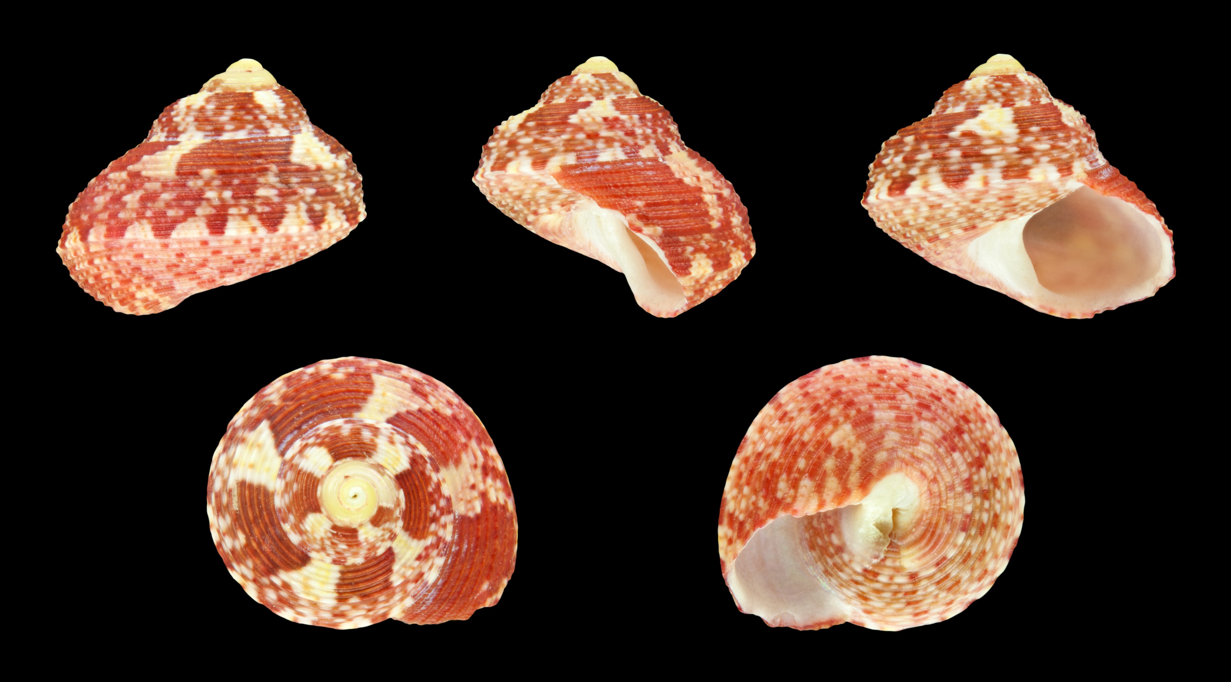 Gibbula benzi 01