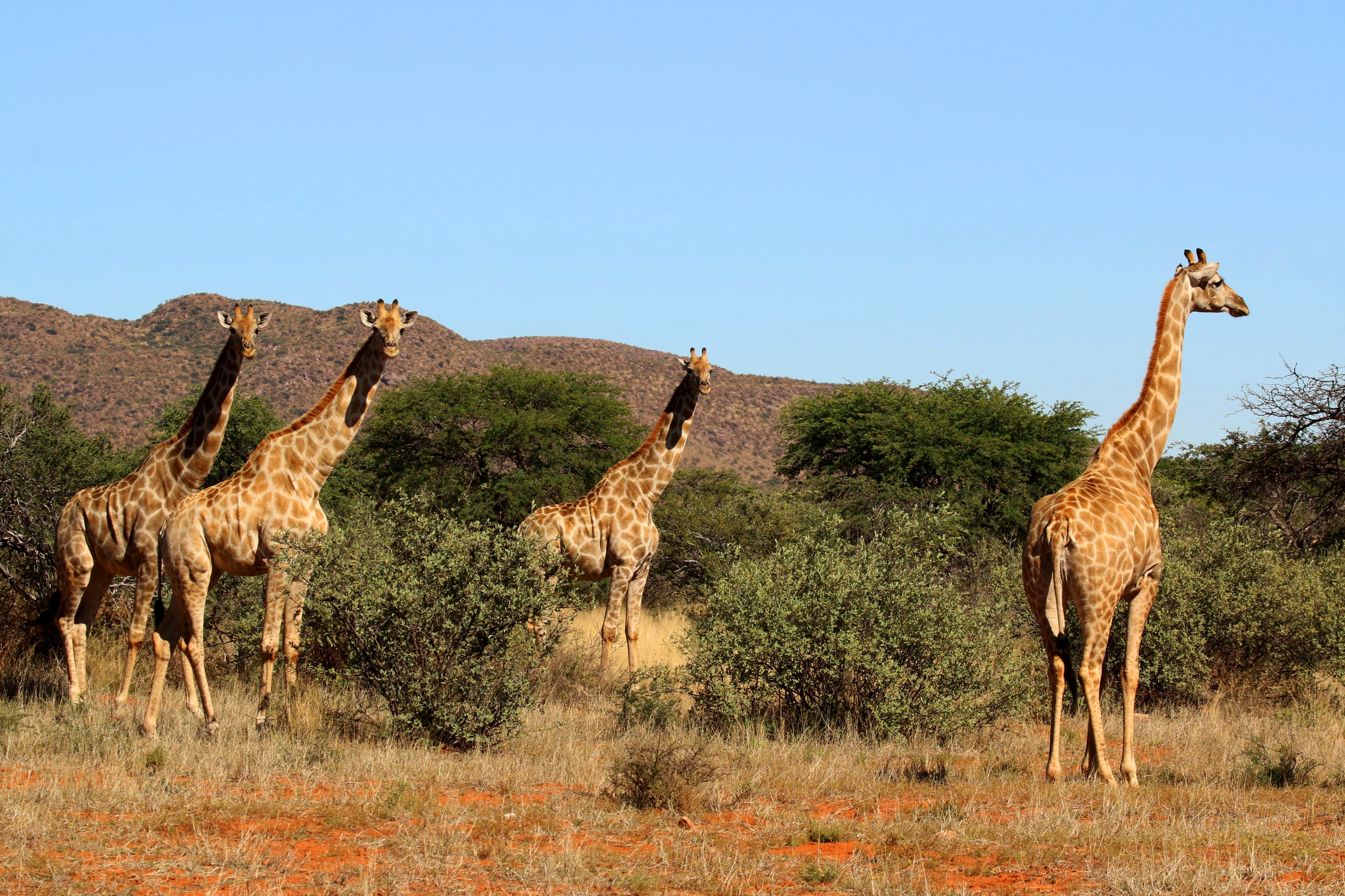 Giraffe (Giraffa camelopardalis) females