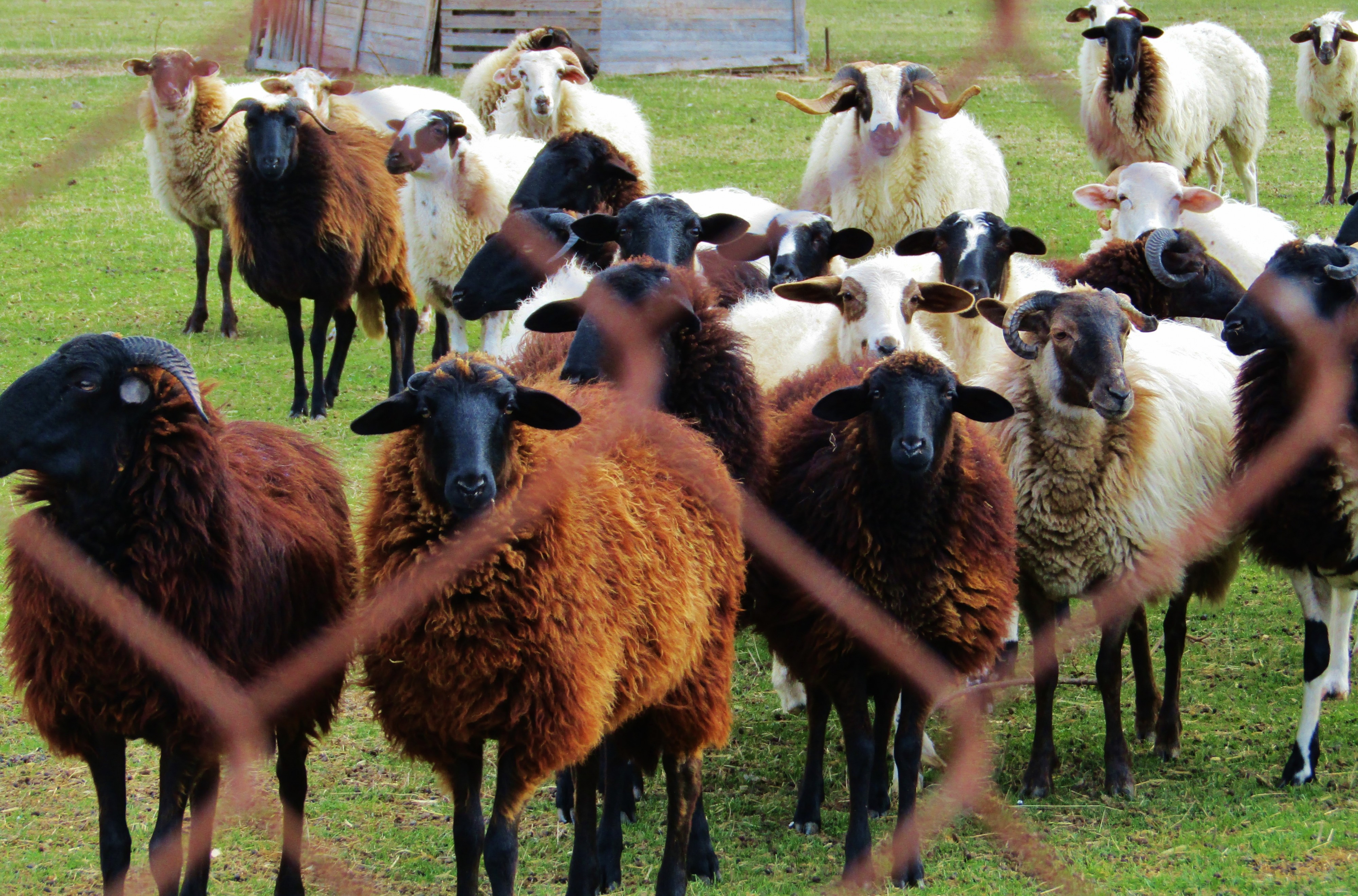 Glaring sheep