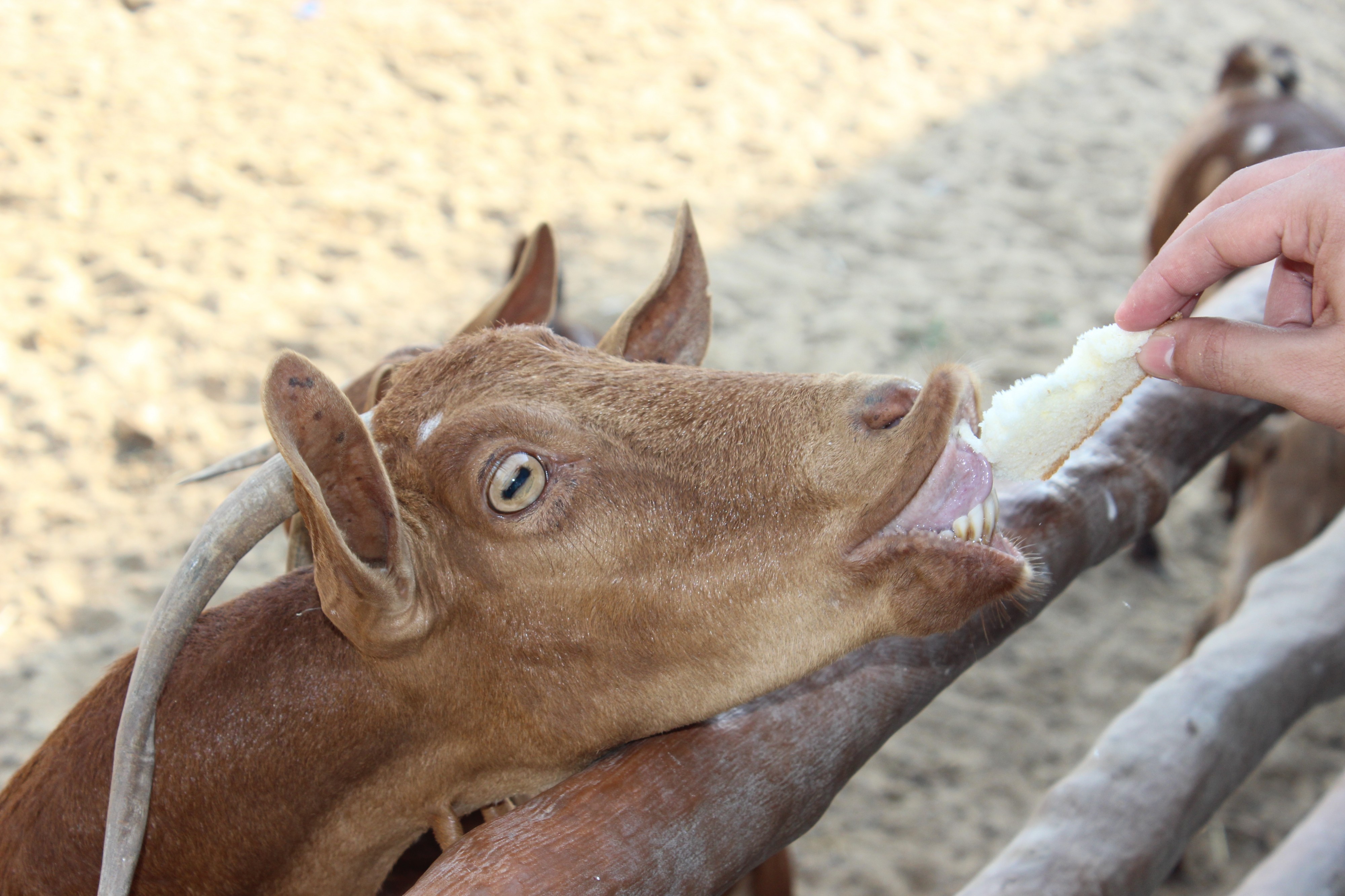 Goat liking to bread