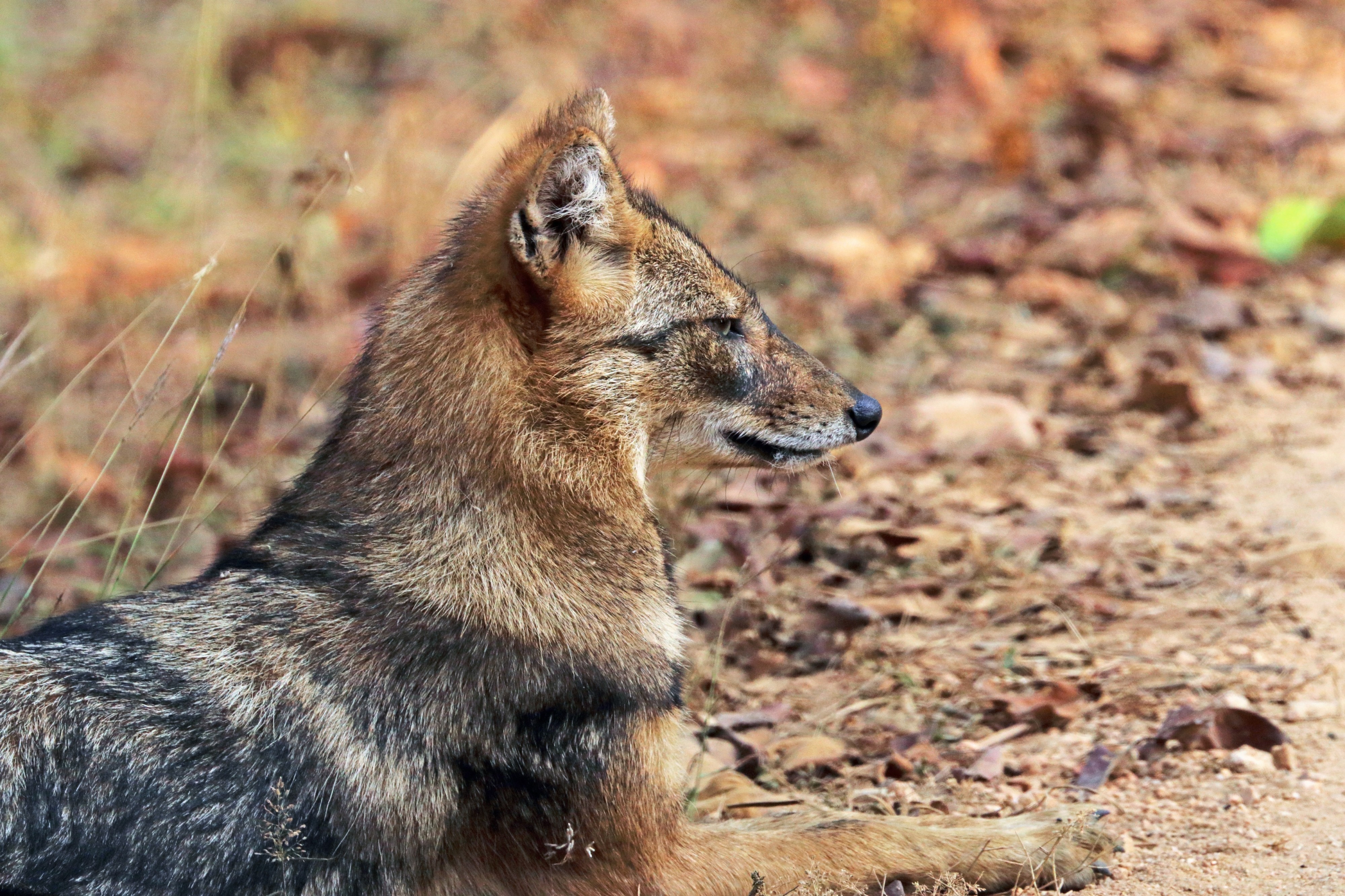 Golden jackal (Canis aureus indicus) male head