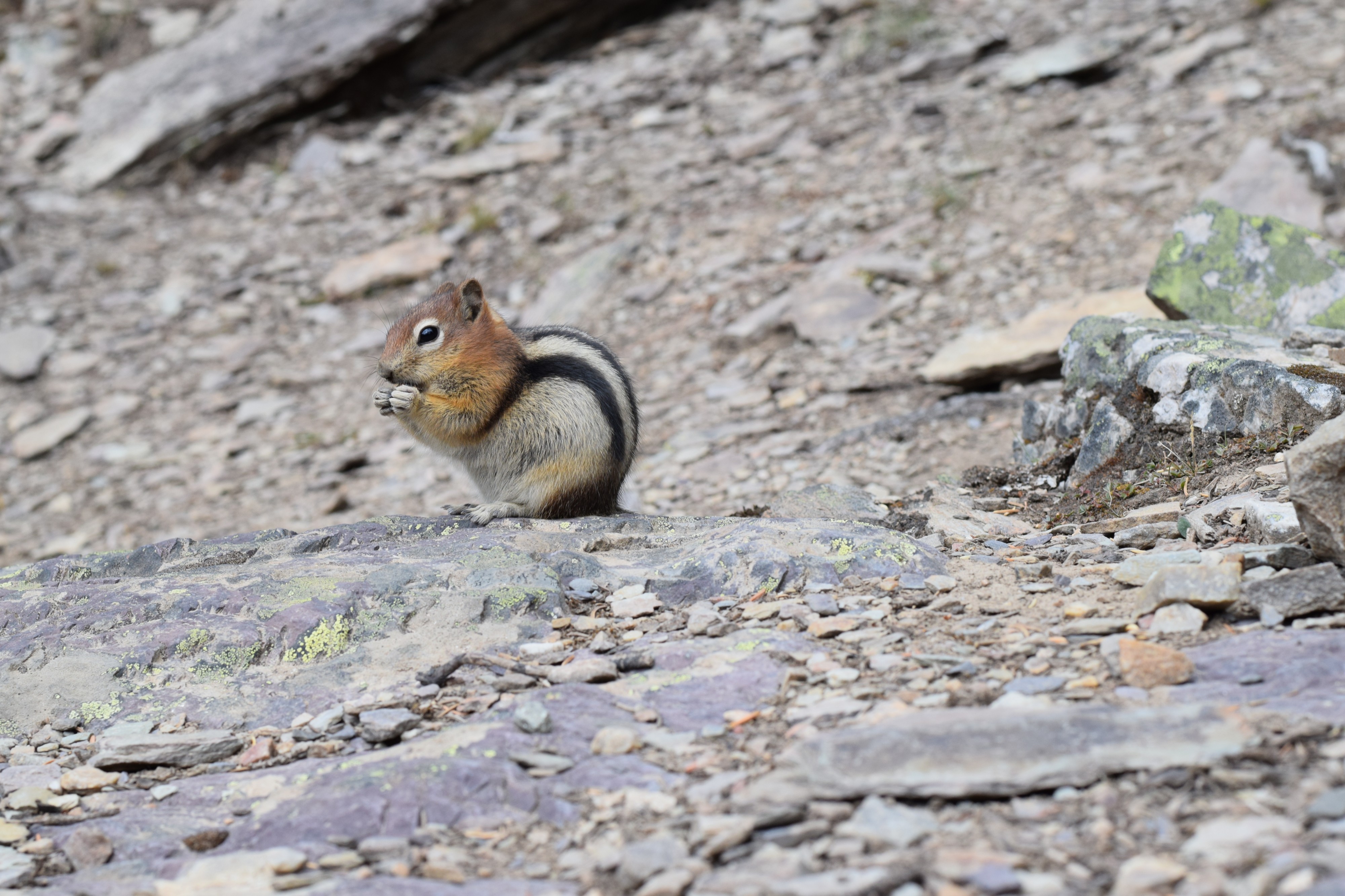 Golden Mantled Ground Squirrel at Lake Moraine