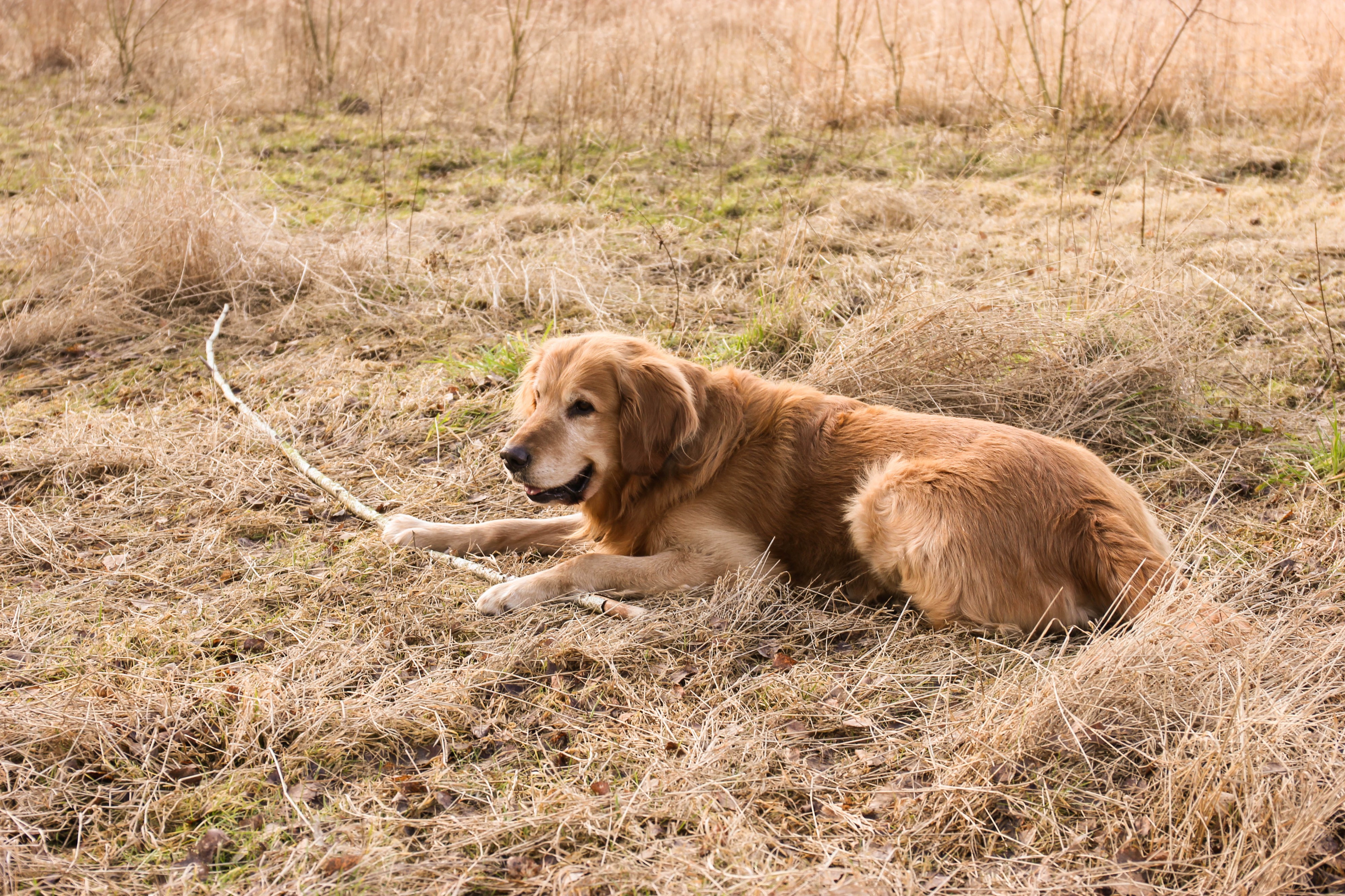 Golden Retriever with a stick (Barras)